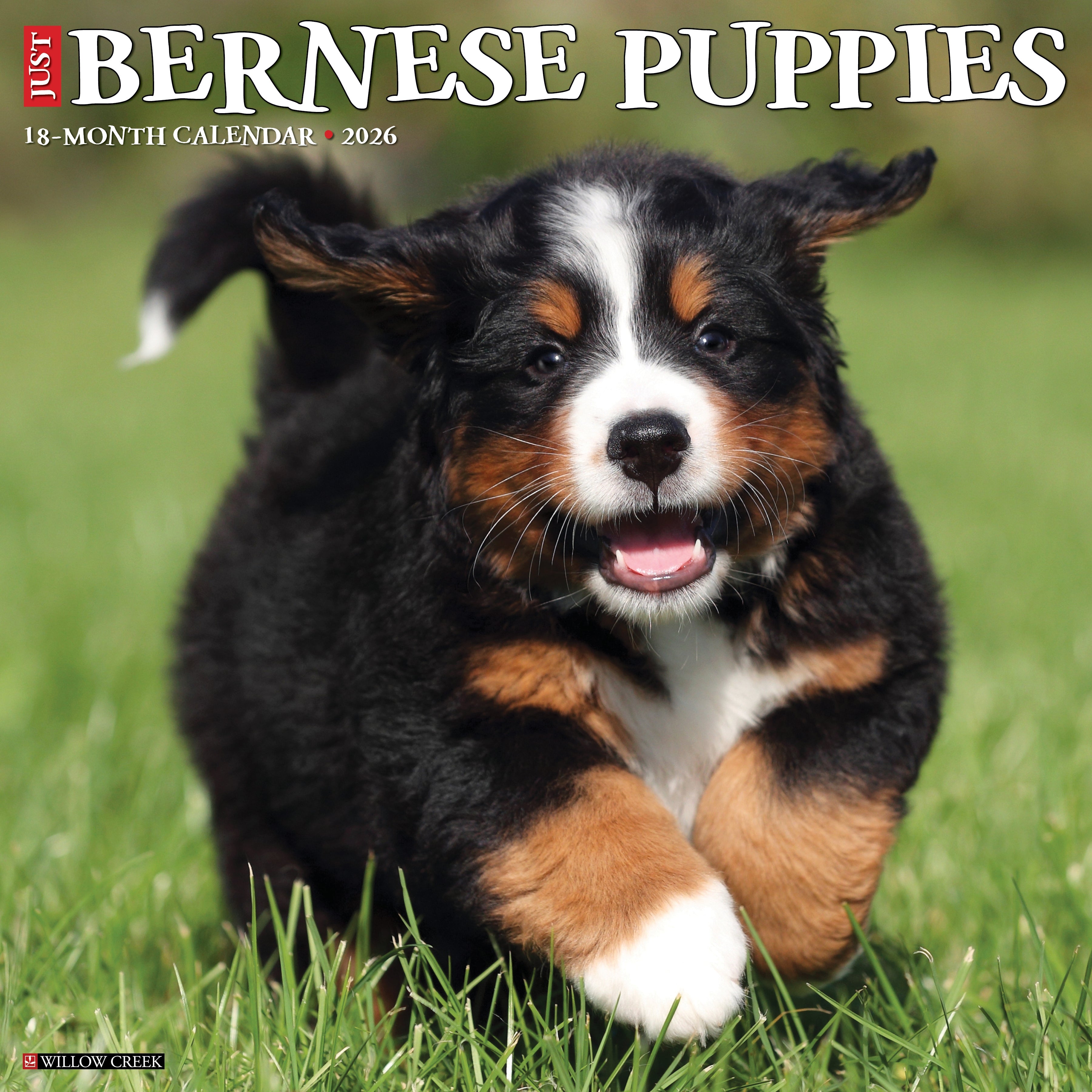 2026 Bernese Mountain Puppies - Square Wall Calendar