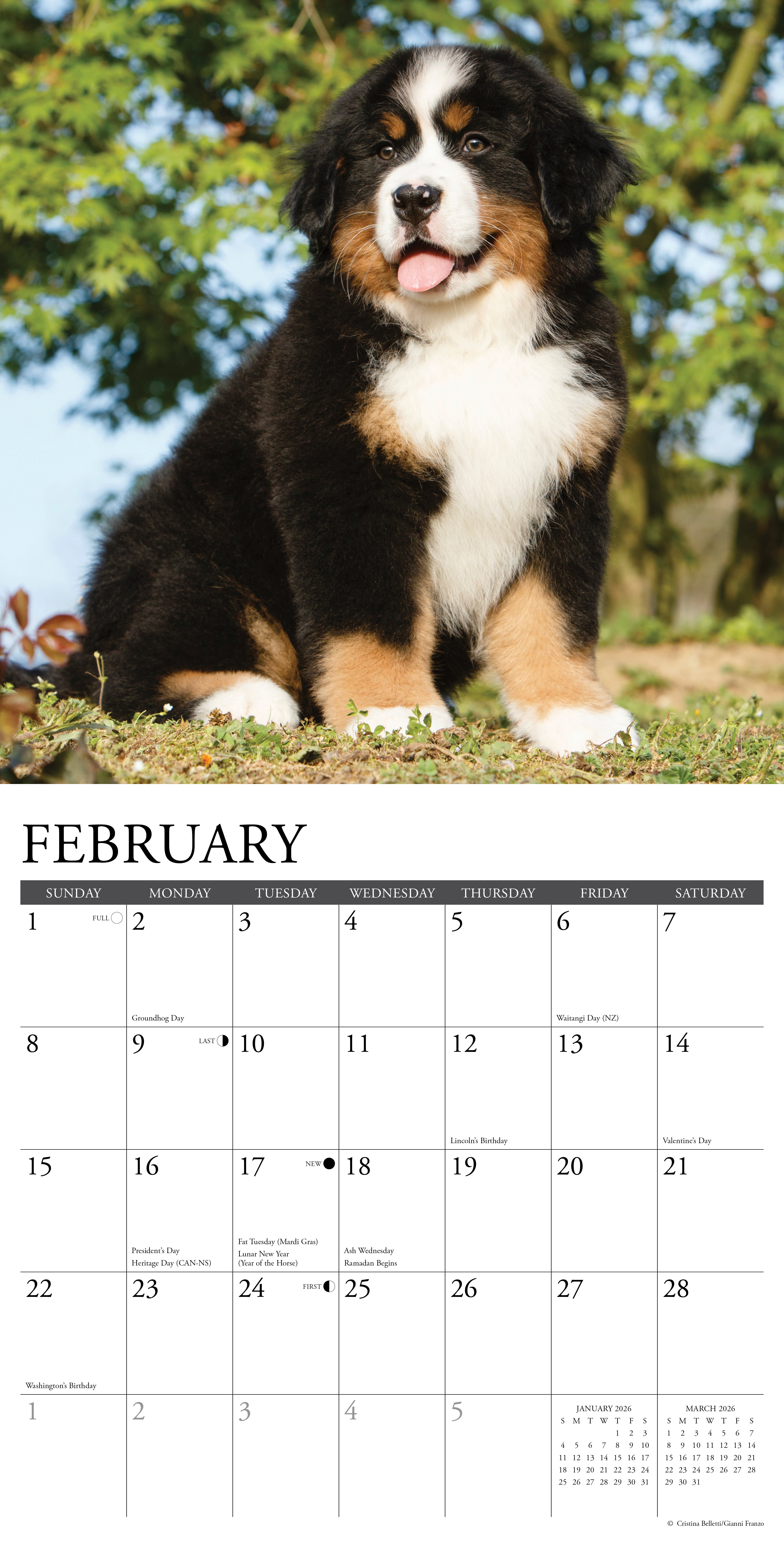 2026 Bernese Mountain Puppies - Square Wall Calendar