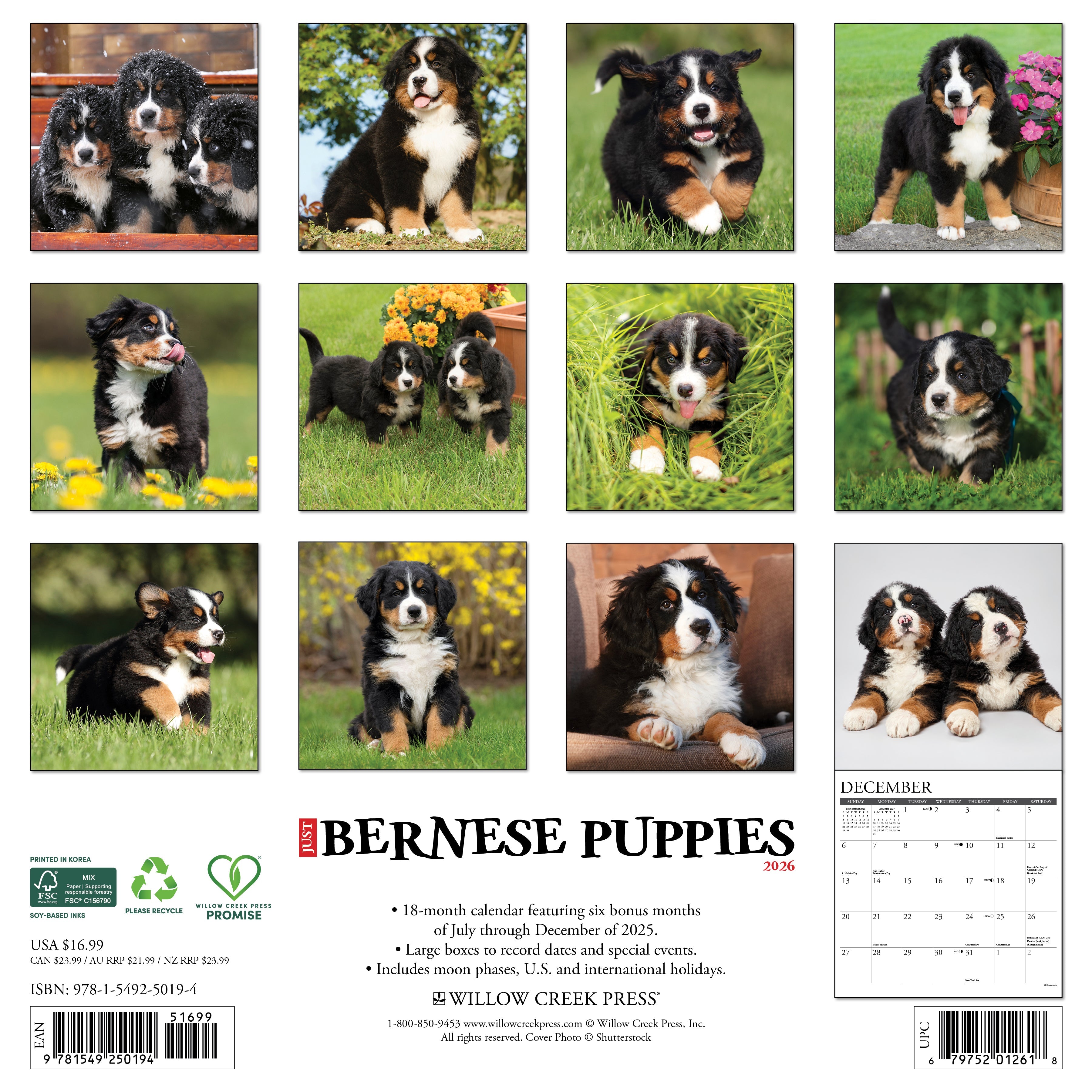 2026 Bernese Mountain Puppies - Square Wall Calendar