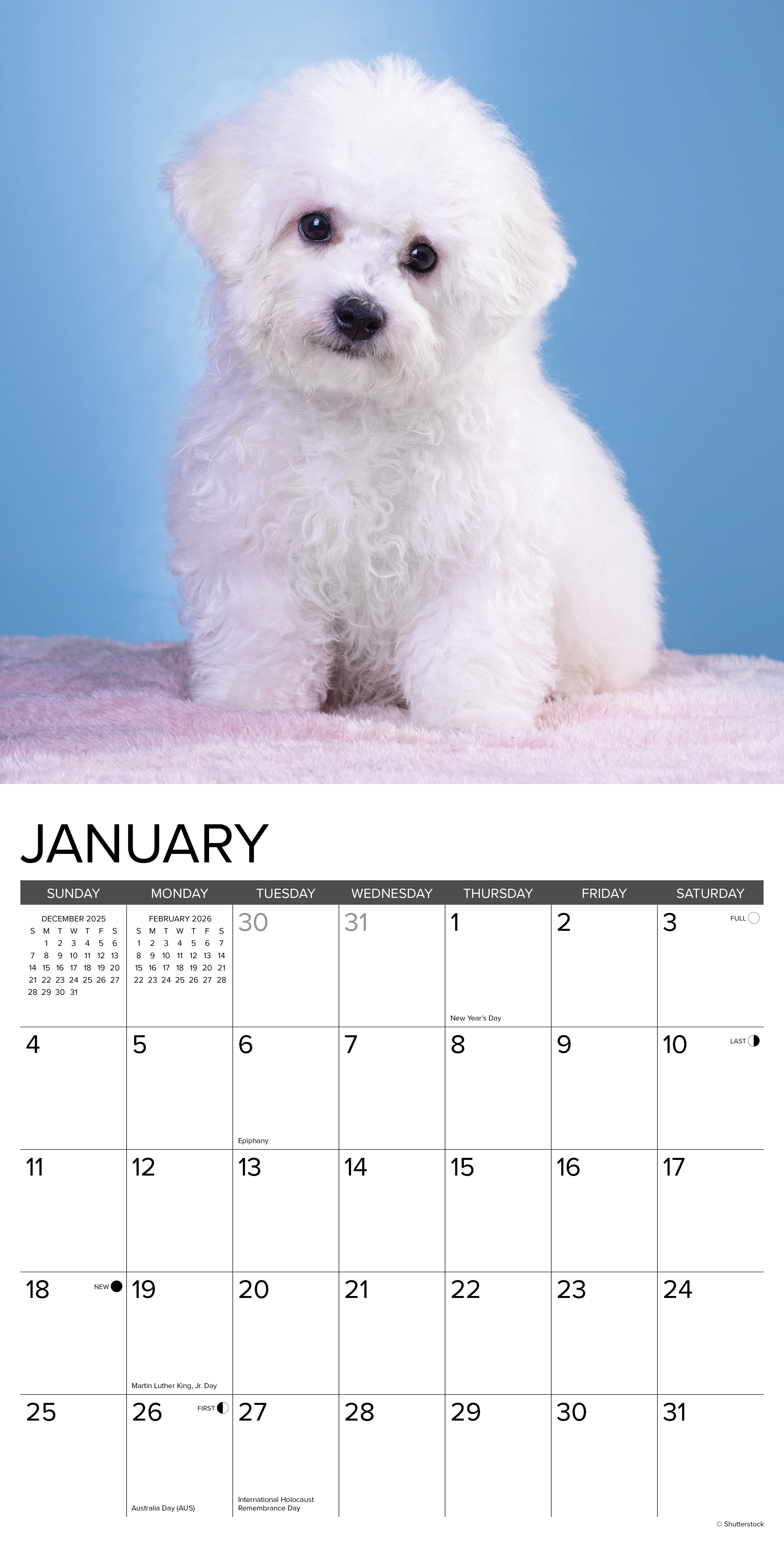 2026 Bichon Frise Puppies - Square Wall Calendar