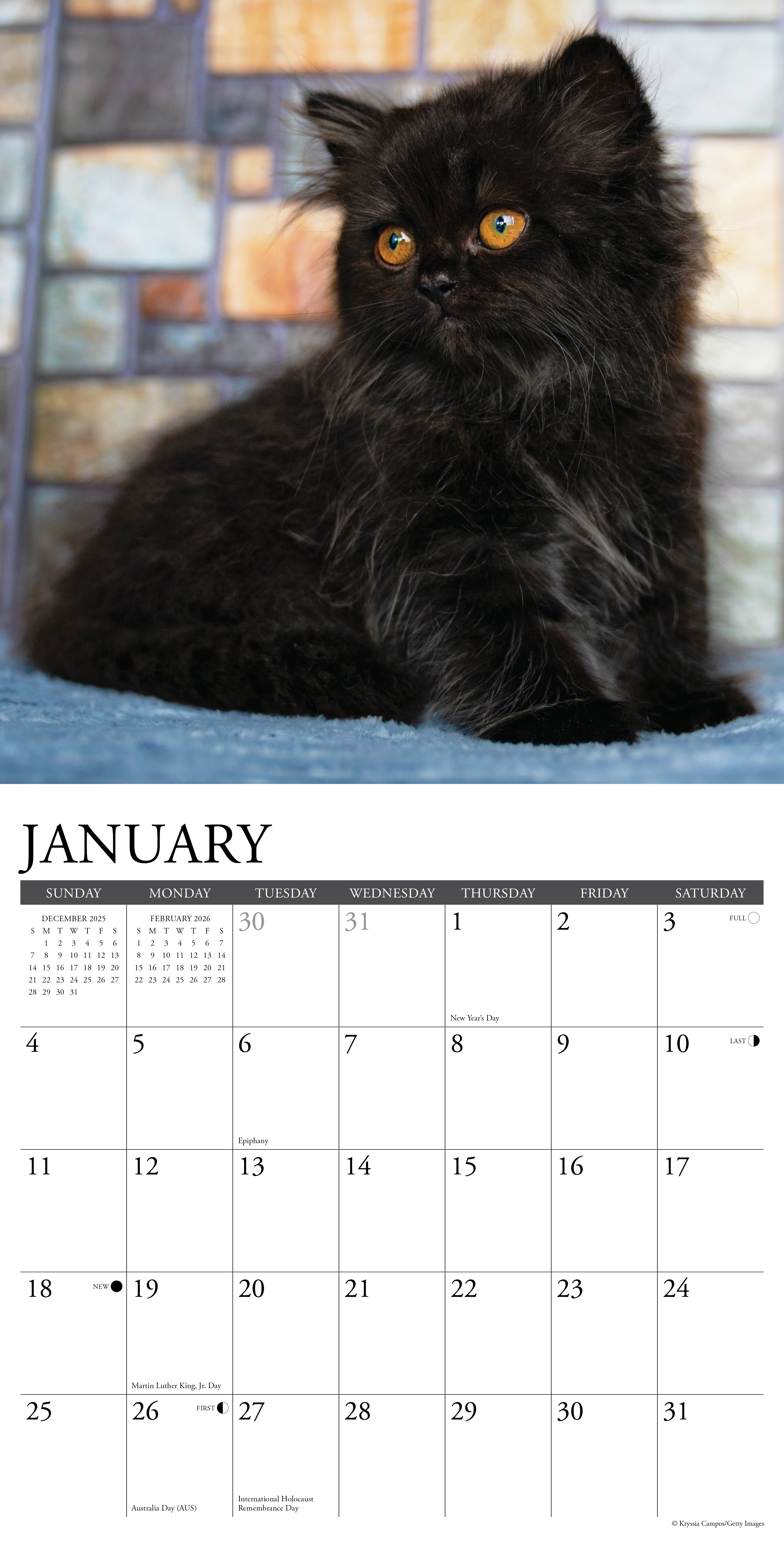 2026 Black Kittens - Square Wall Calendar