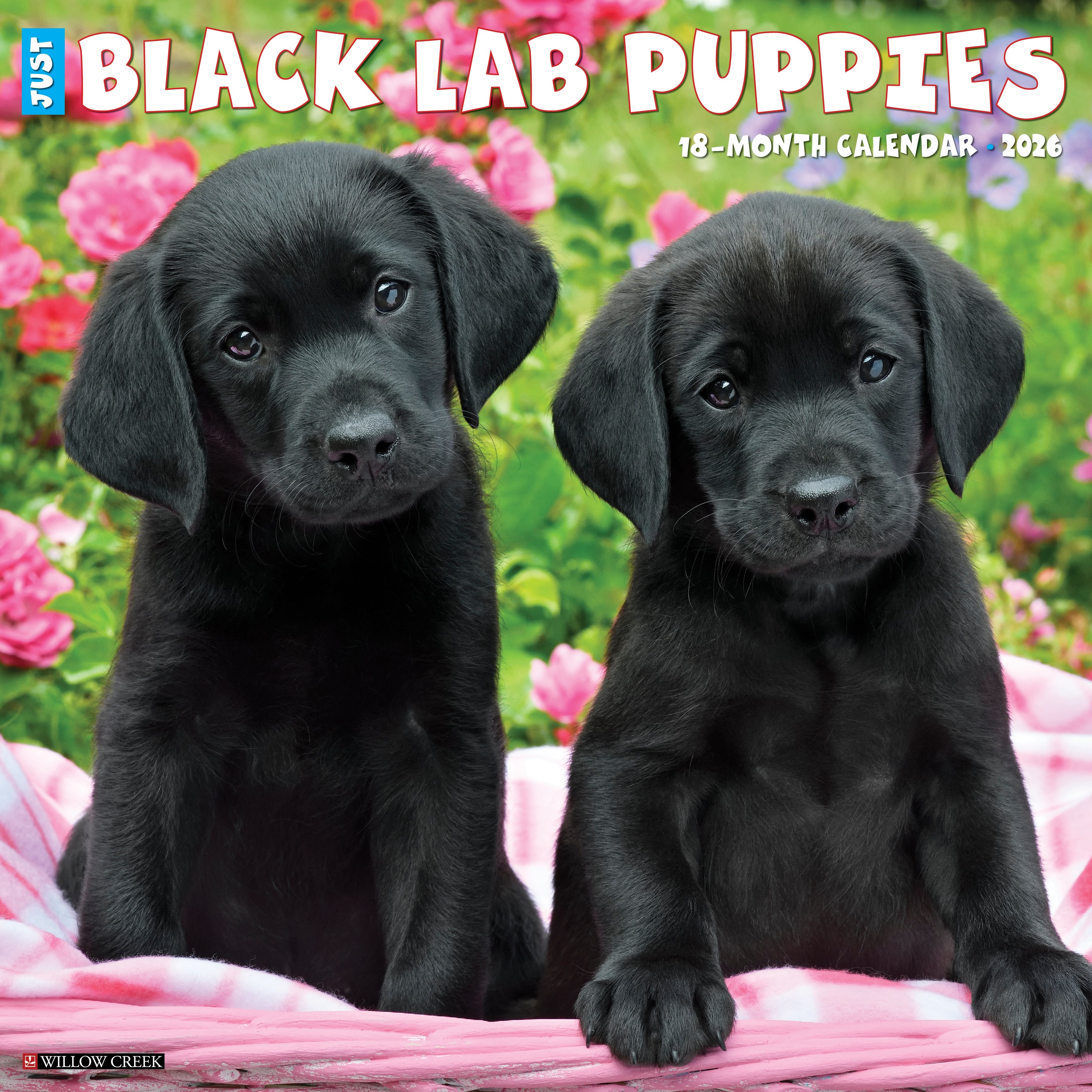 2026 Black Lab Puppies - Square Wall Calendar