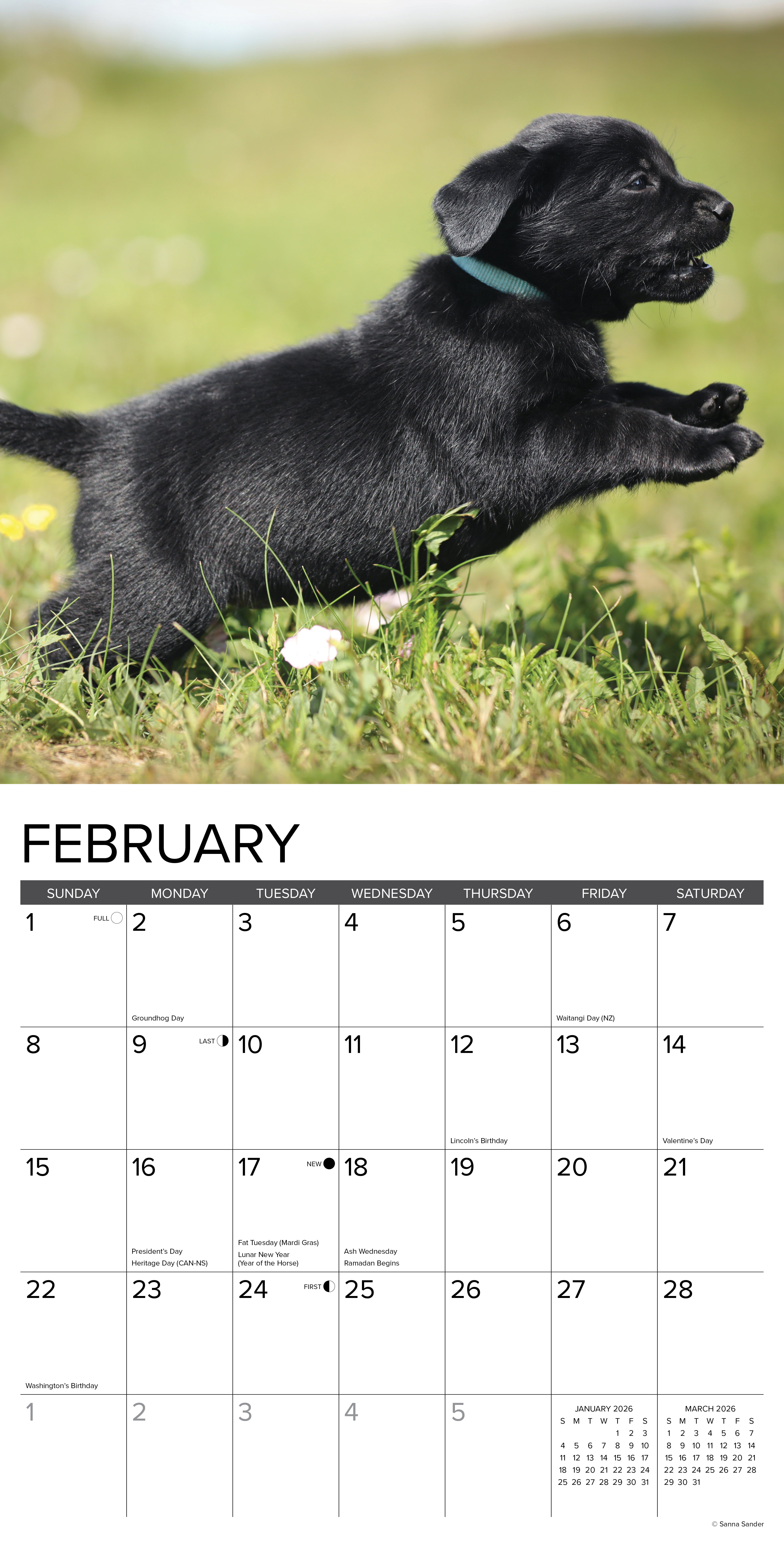 2026 Black Lab Puppies - Square Wall Calendar