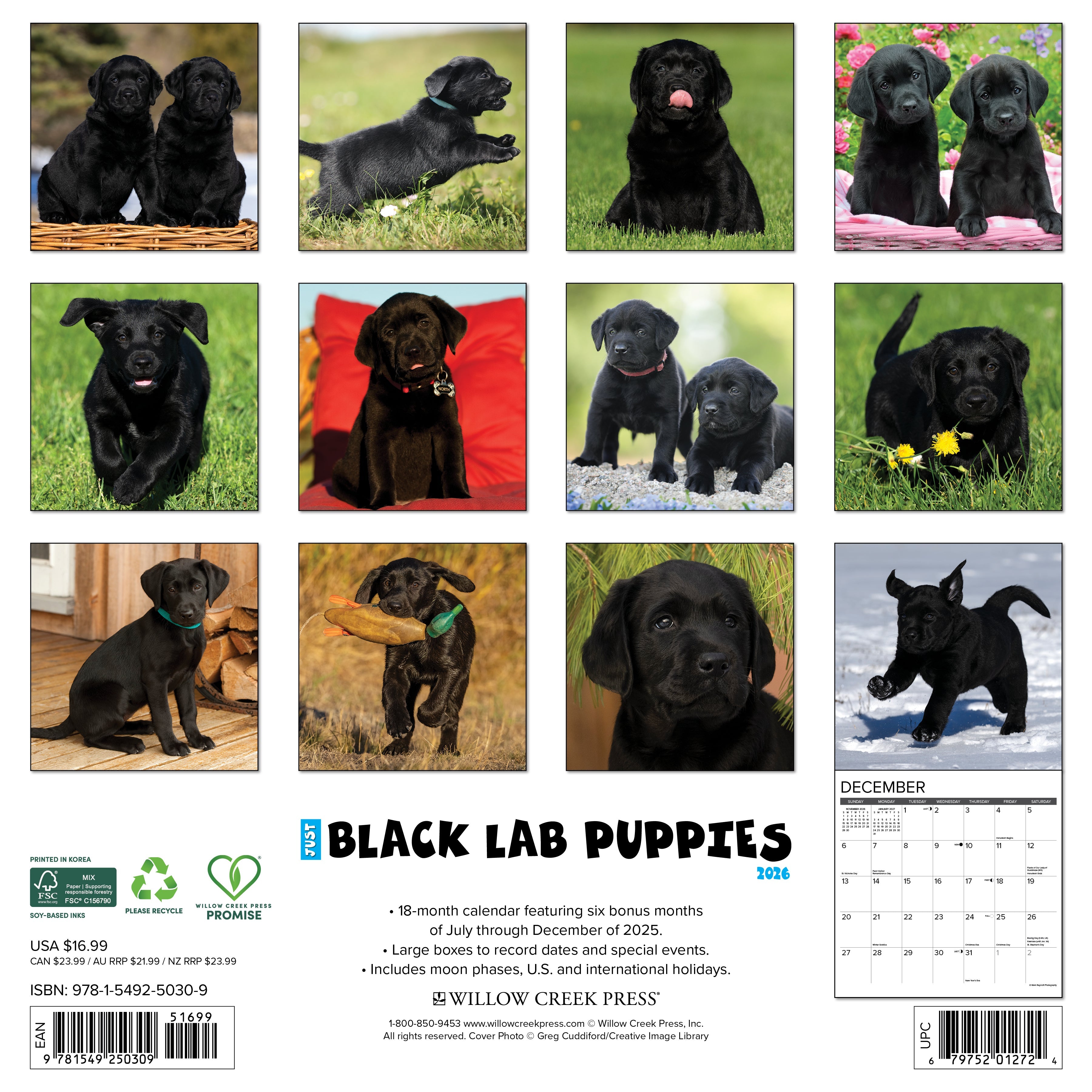 2026 Black Lab Puppies - Square Wall Calendar