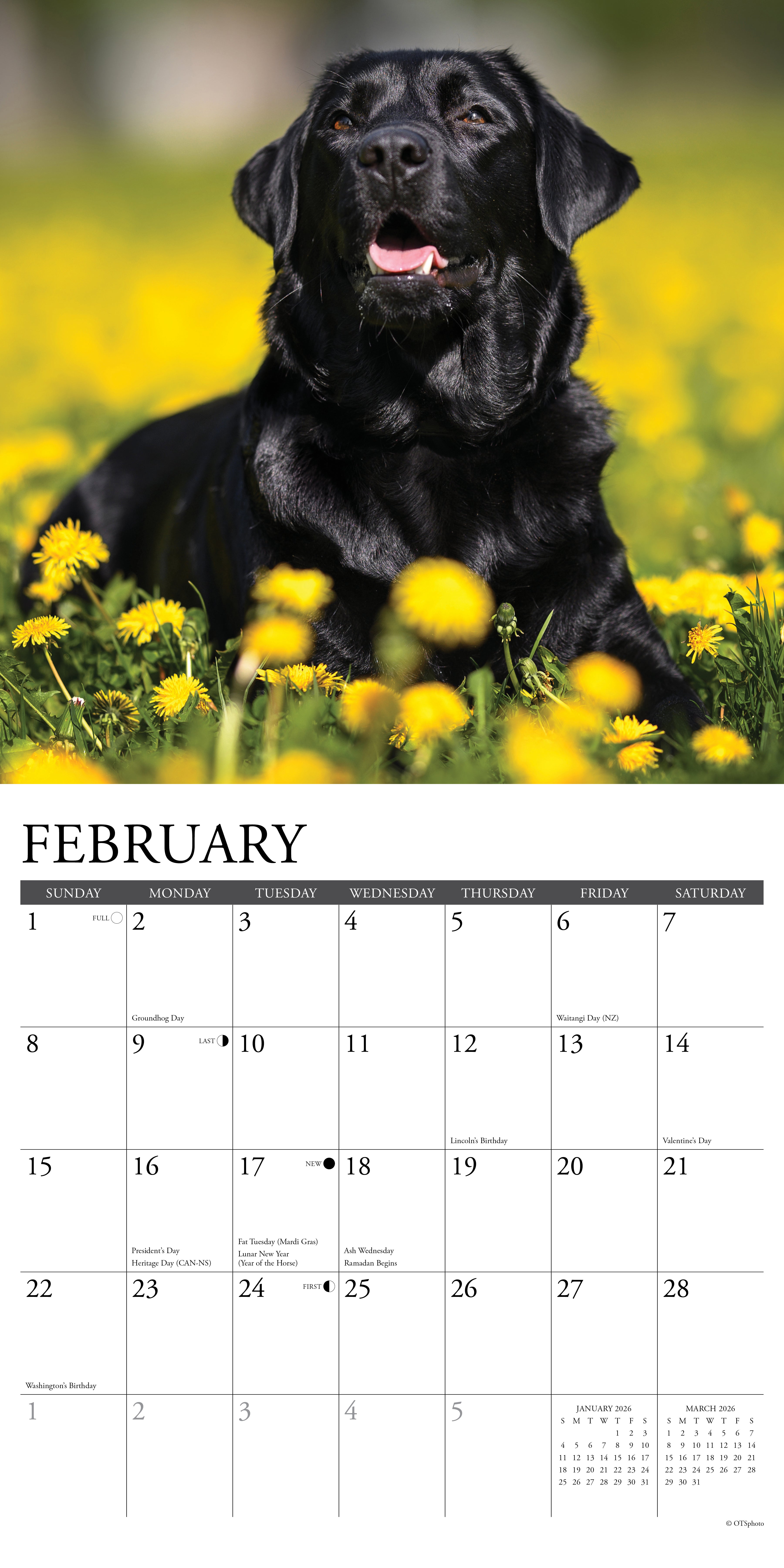 2026 Black Labs - Square Wall Calendar