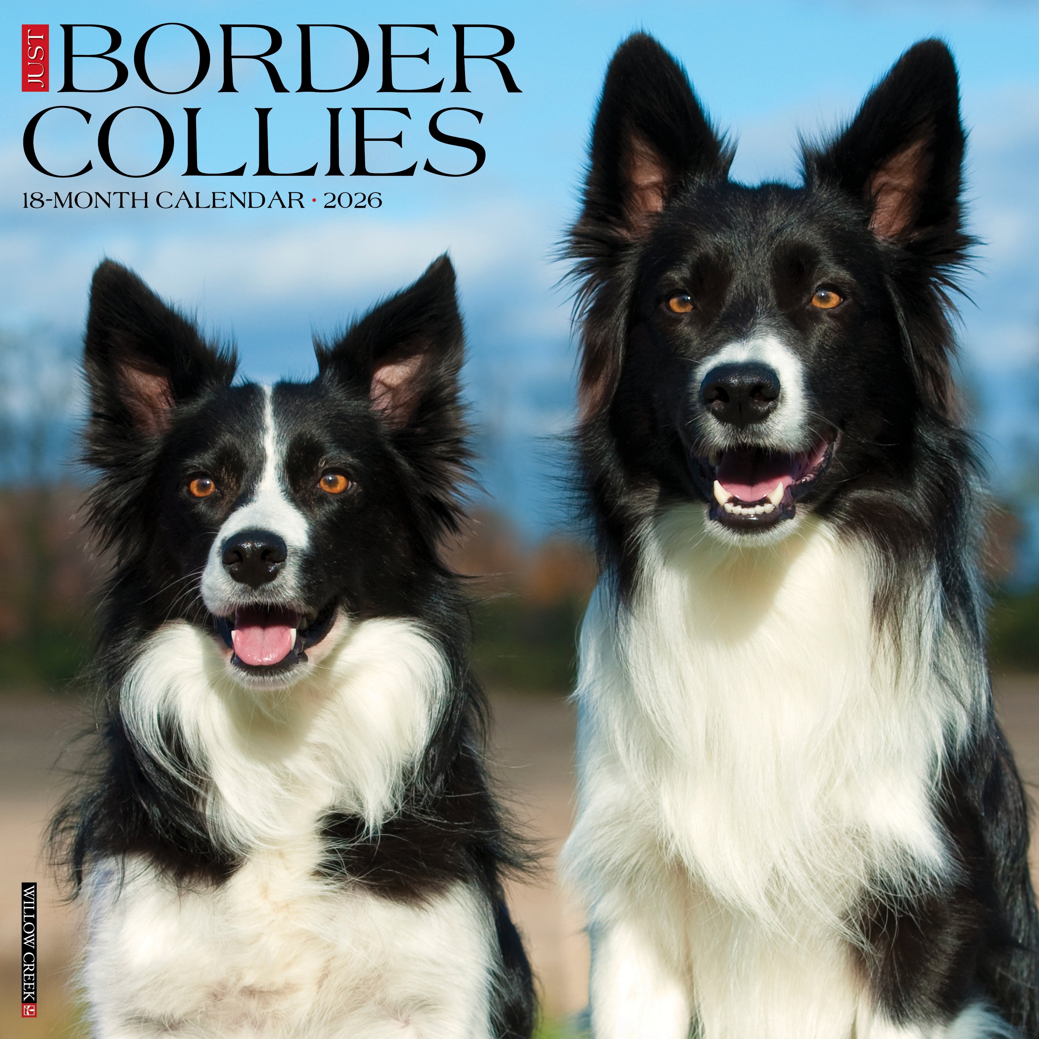 2026 Border Collies - Square Wall Calendar