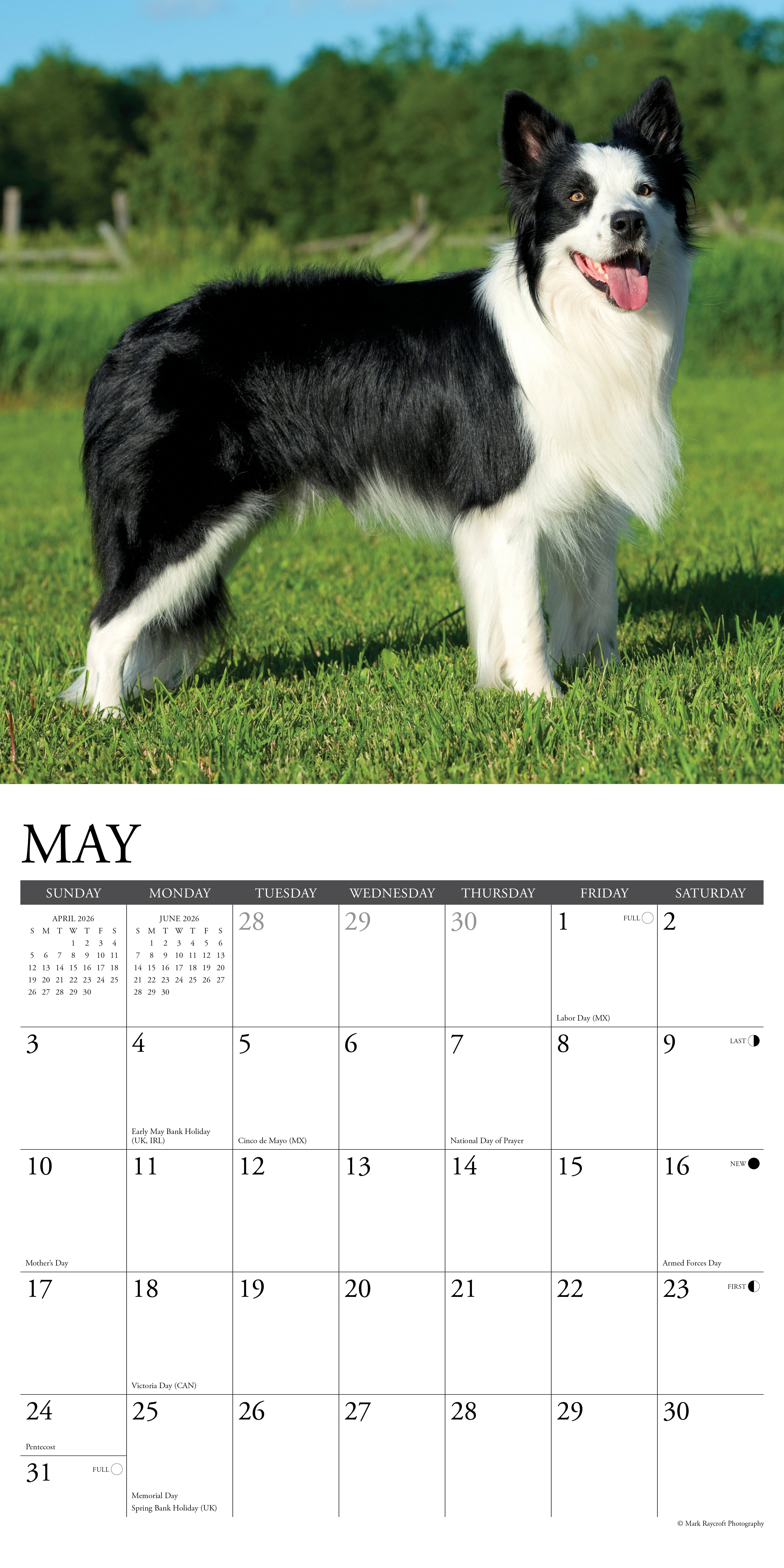 2026 Border Collies - Square Wall Calendar