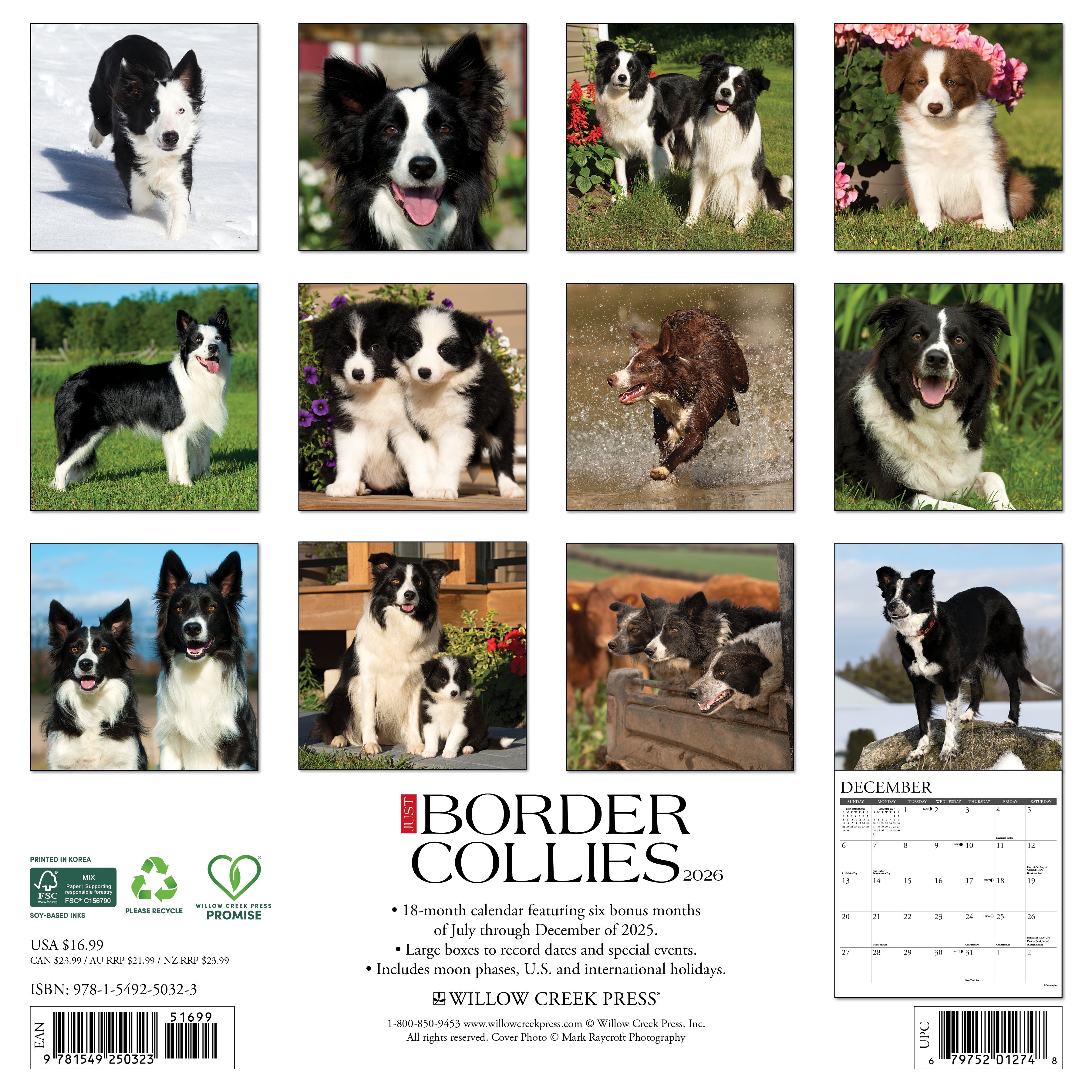 2026 Border Collies - Square Wall Calendar