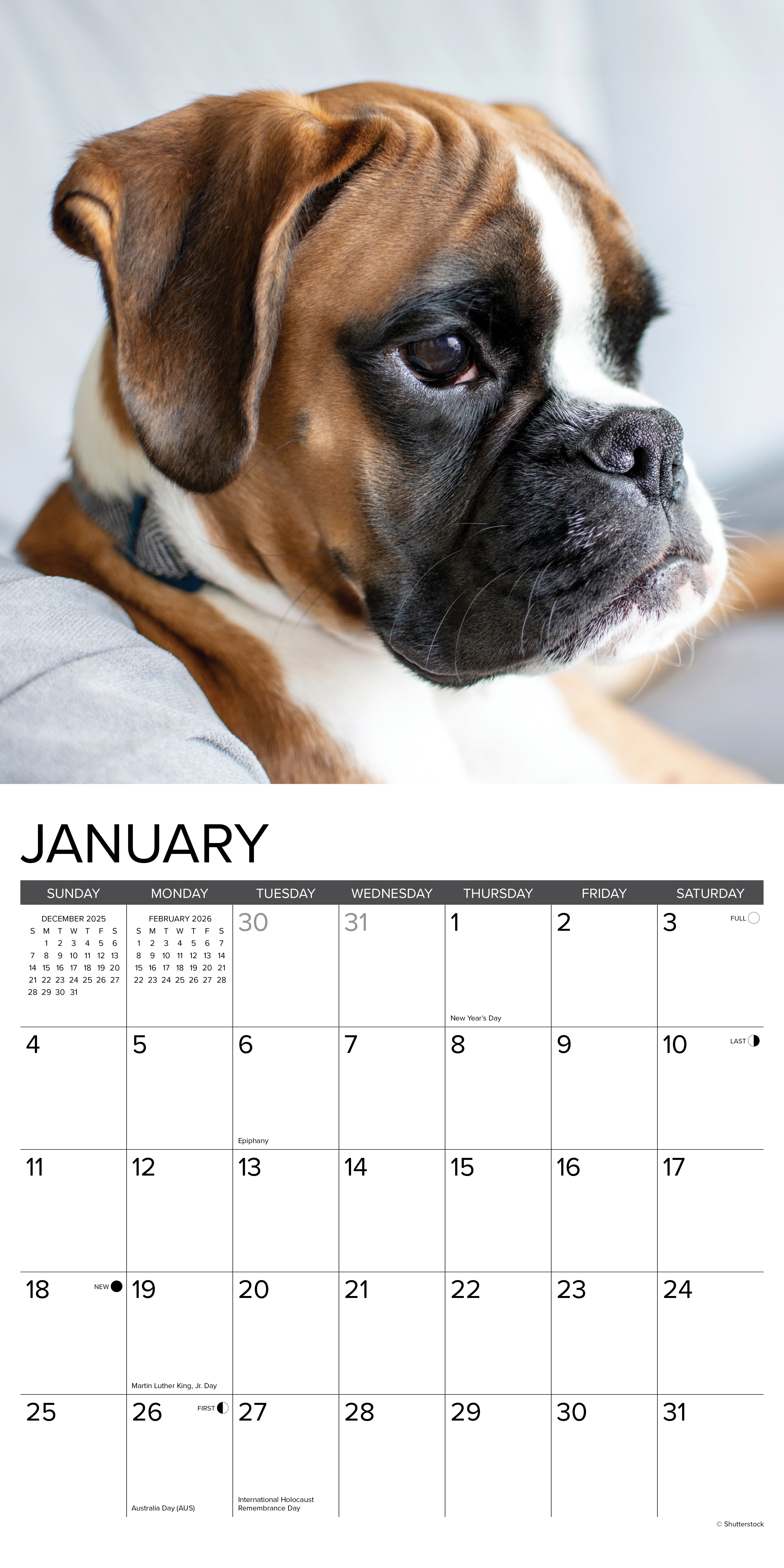 2026 Boxer Puppies - Square Wall Calendar