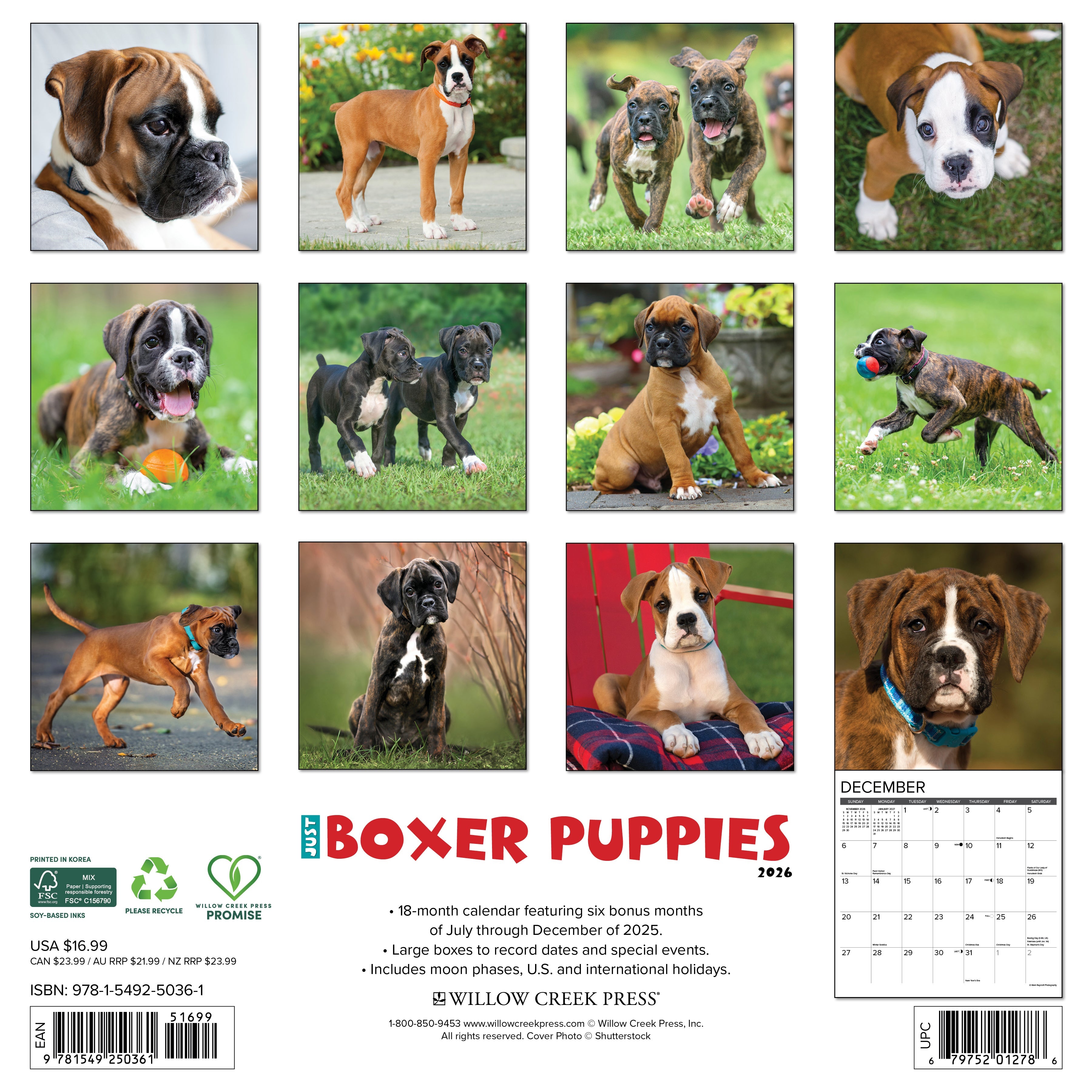 2026 Boxer Puppies - Square Wall Calendar