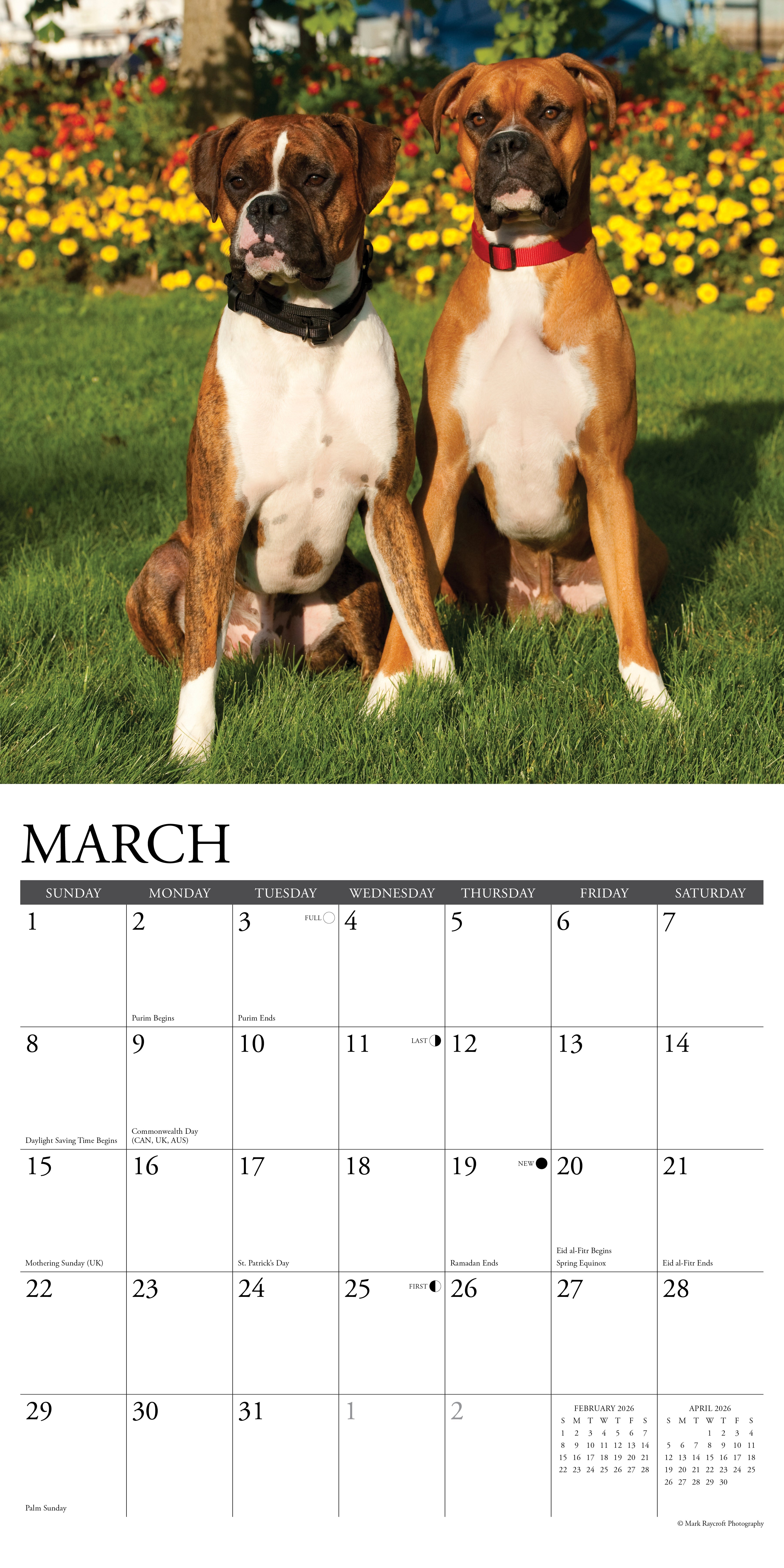 2026 Boxers - Square Wall Calendar