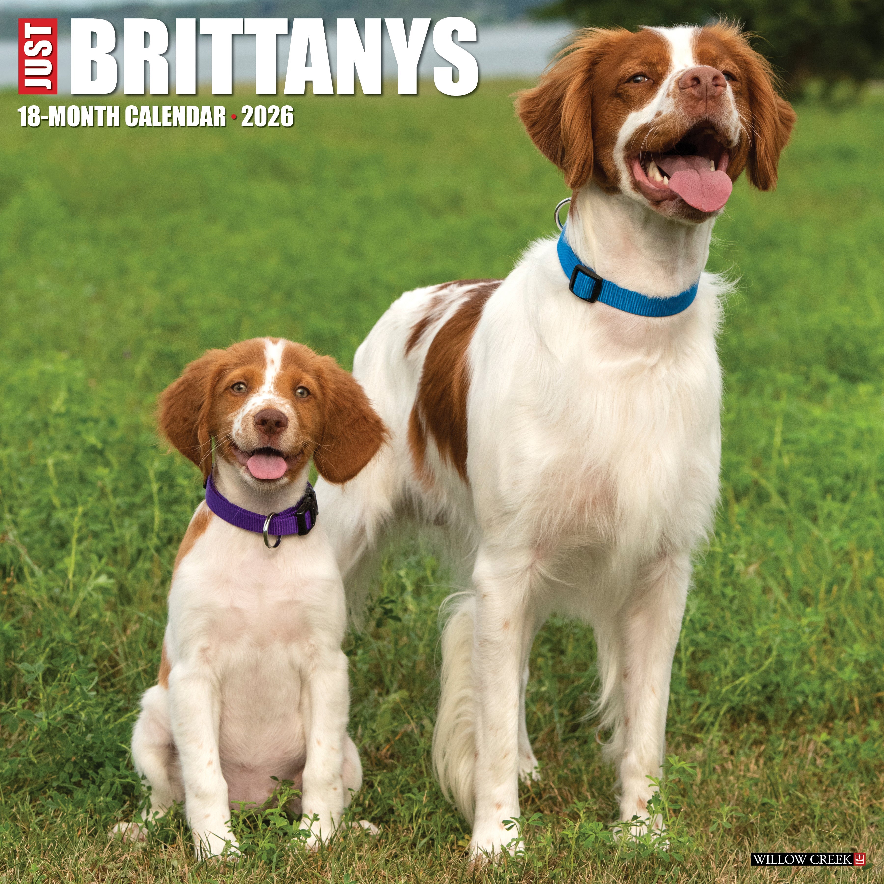 2026 Brittanys - Square Wall Calendar