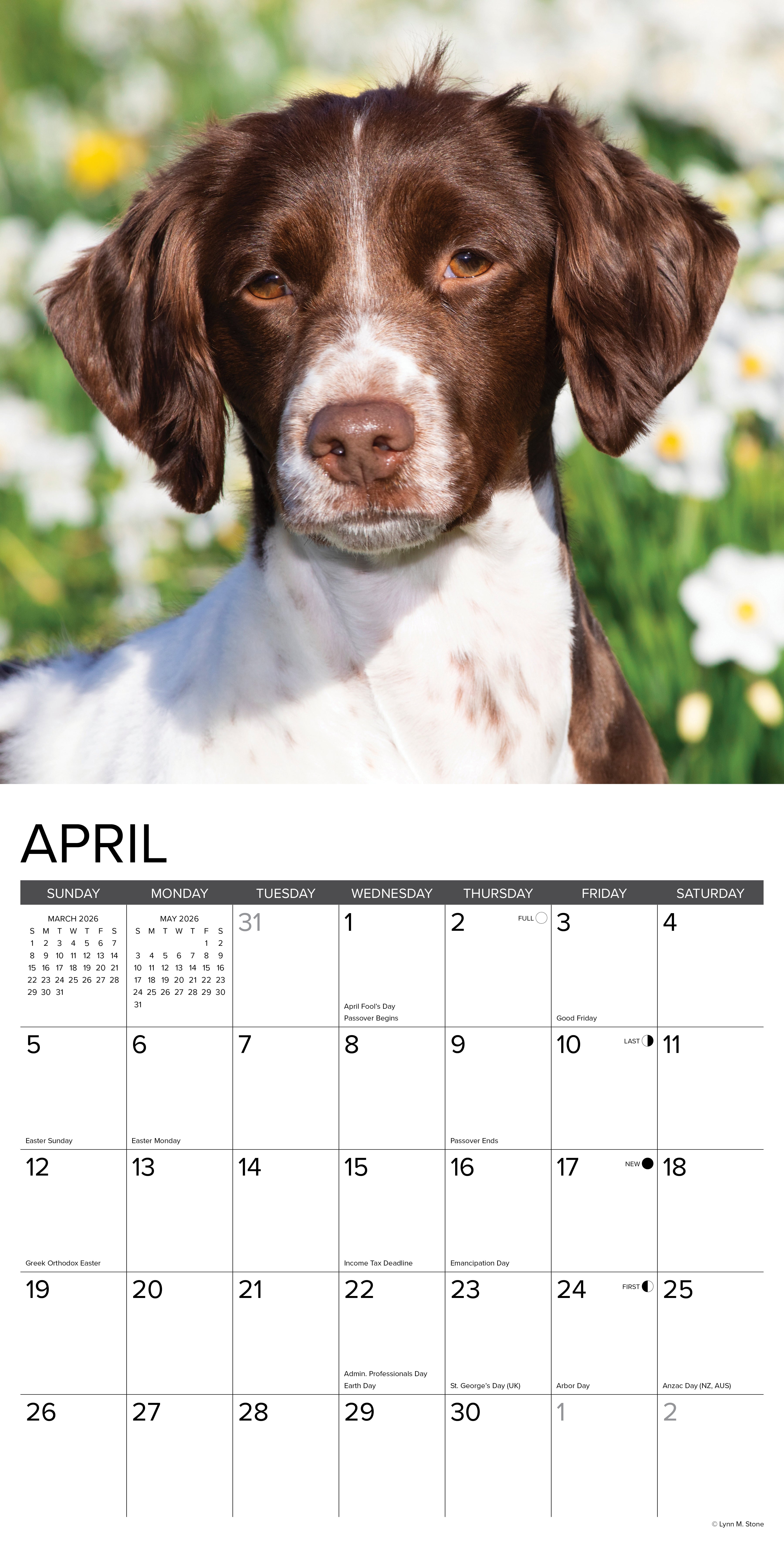 2026 Brittanys - Square Wall Calendar