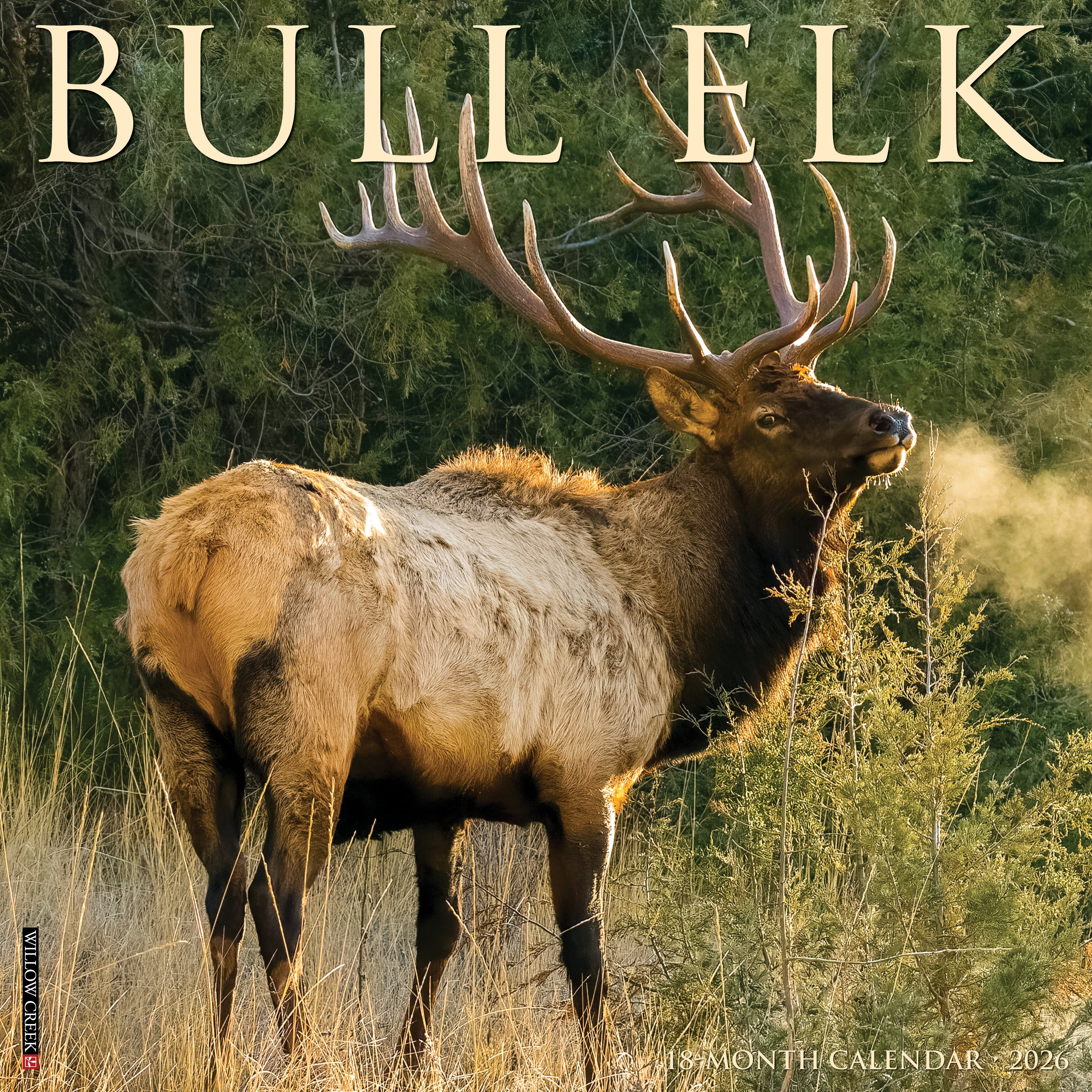 2026 Bull Elk - Square Wall Calendar