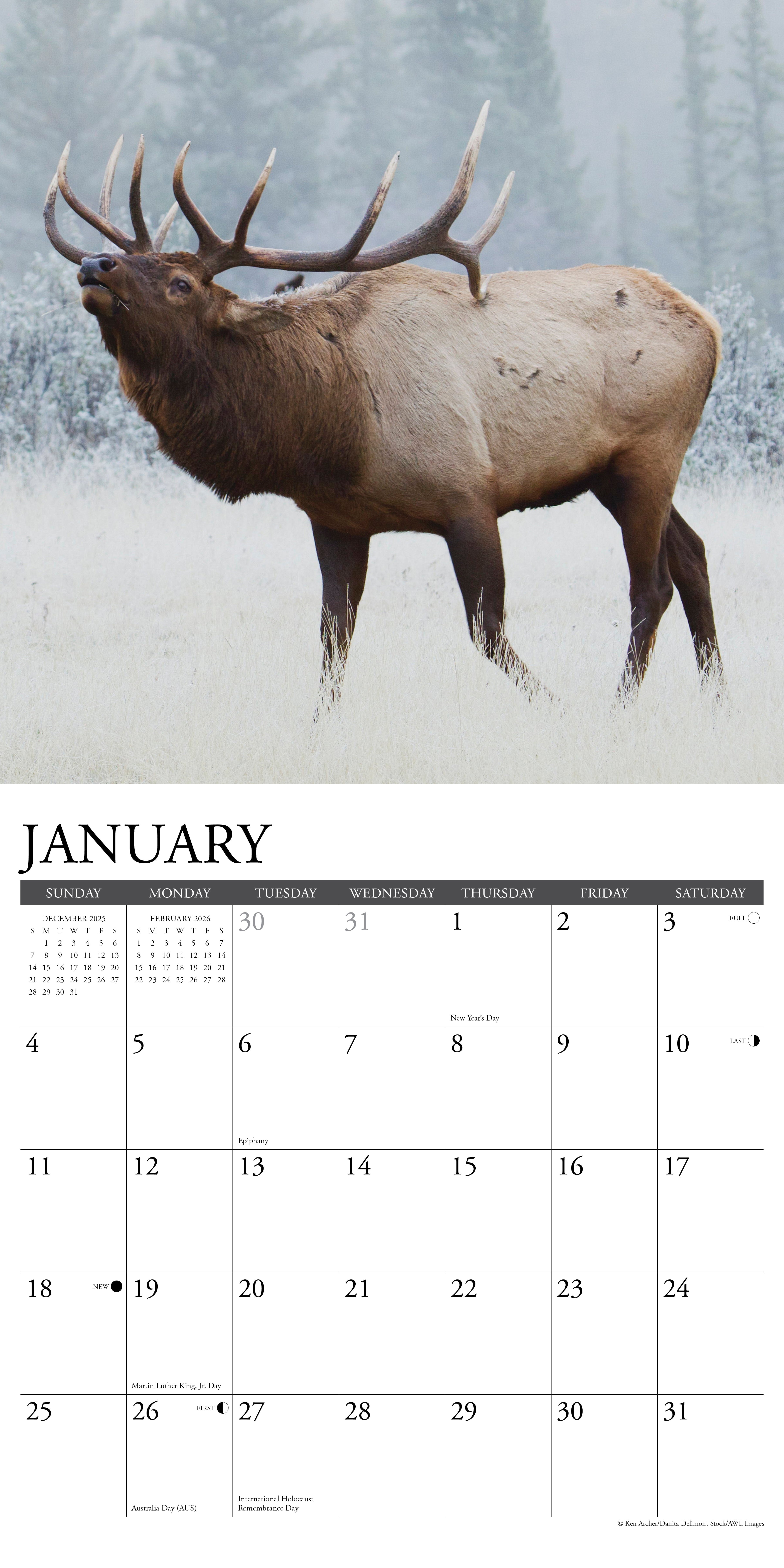 2026 Bull Elk - Square Wall Calendar