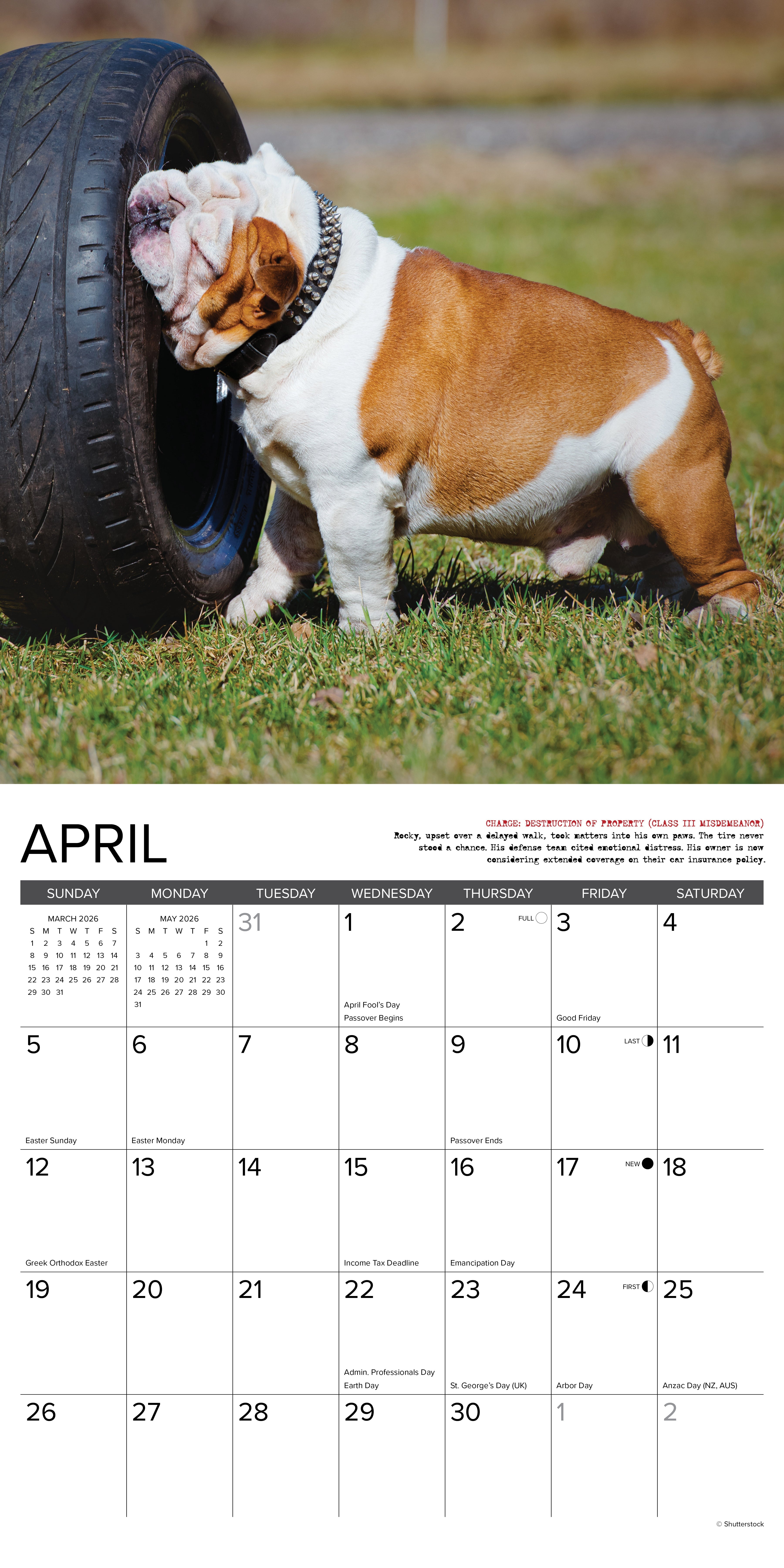 2026 Bulldog Bad Boys - Square Wall Calendar