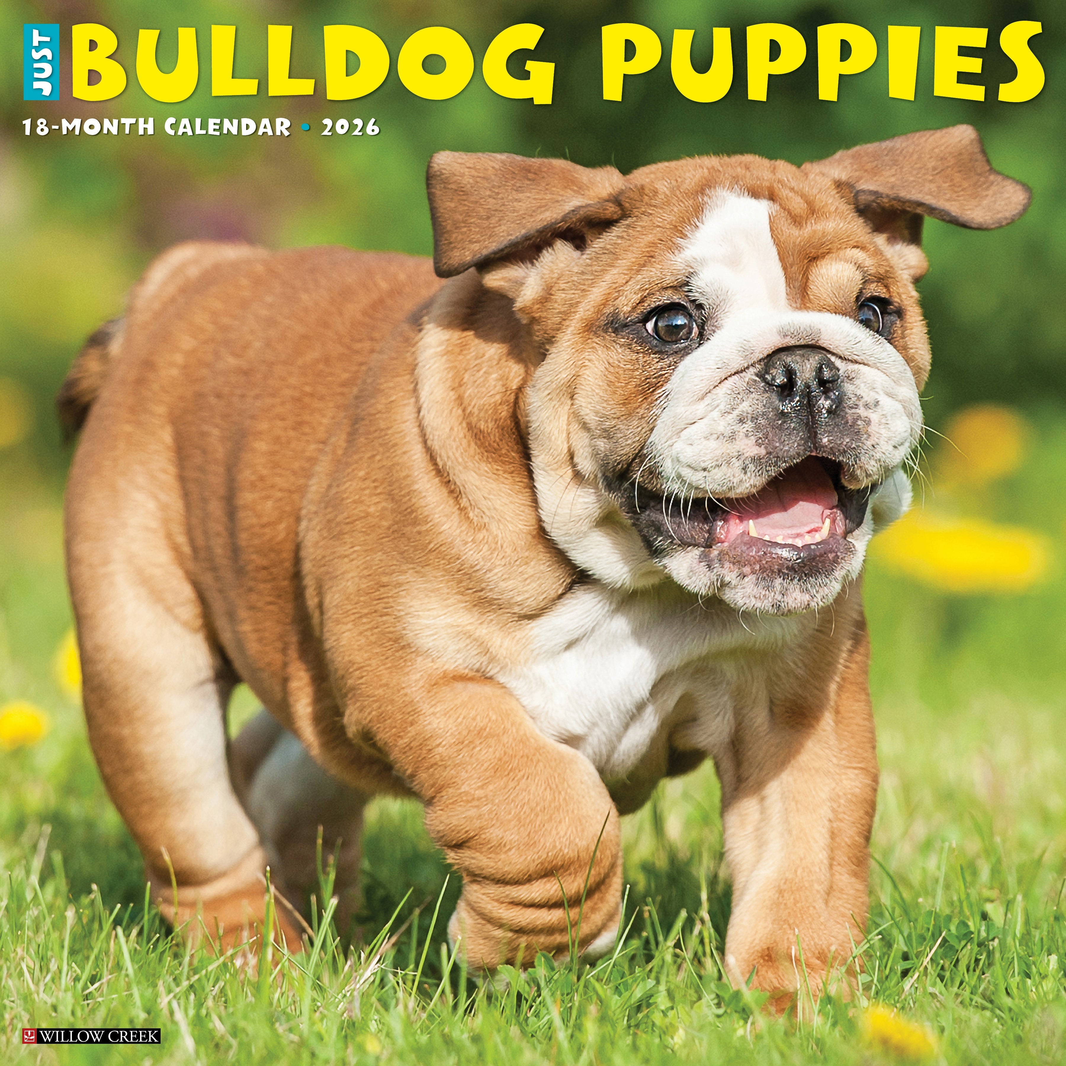 2026 Bulldog Puppies - Square Wall Calendar