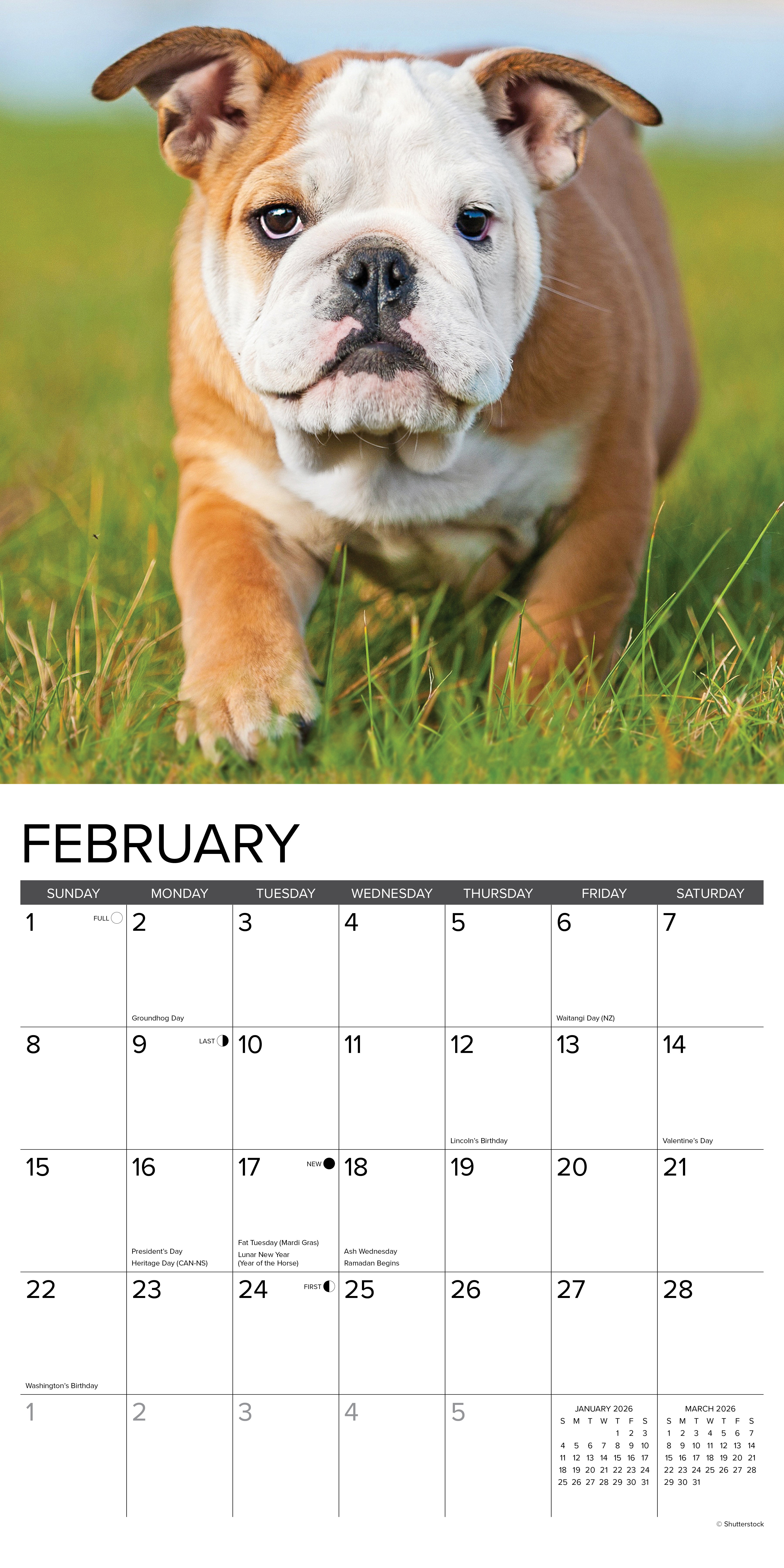 2026 Bulldog Puppies - Square Wall Calendar