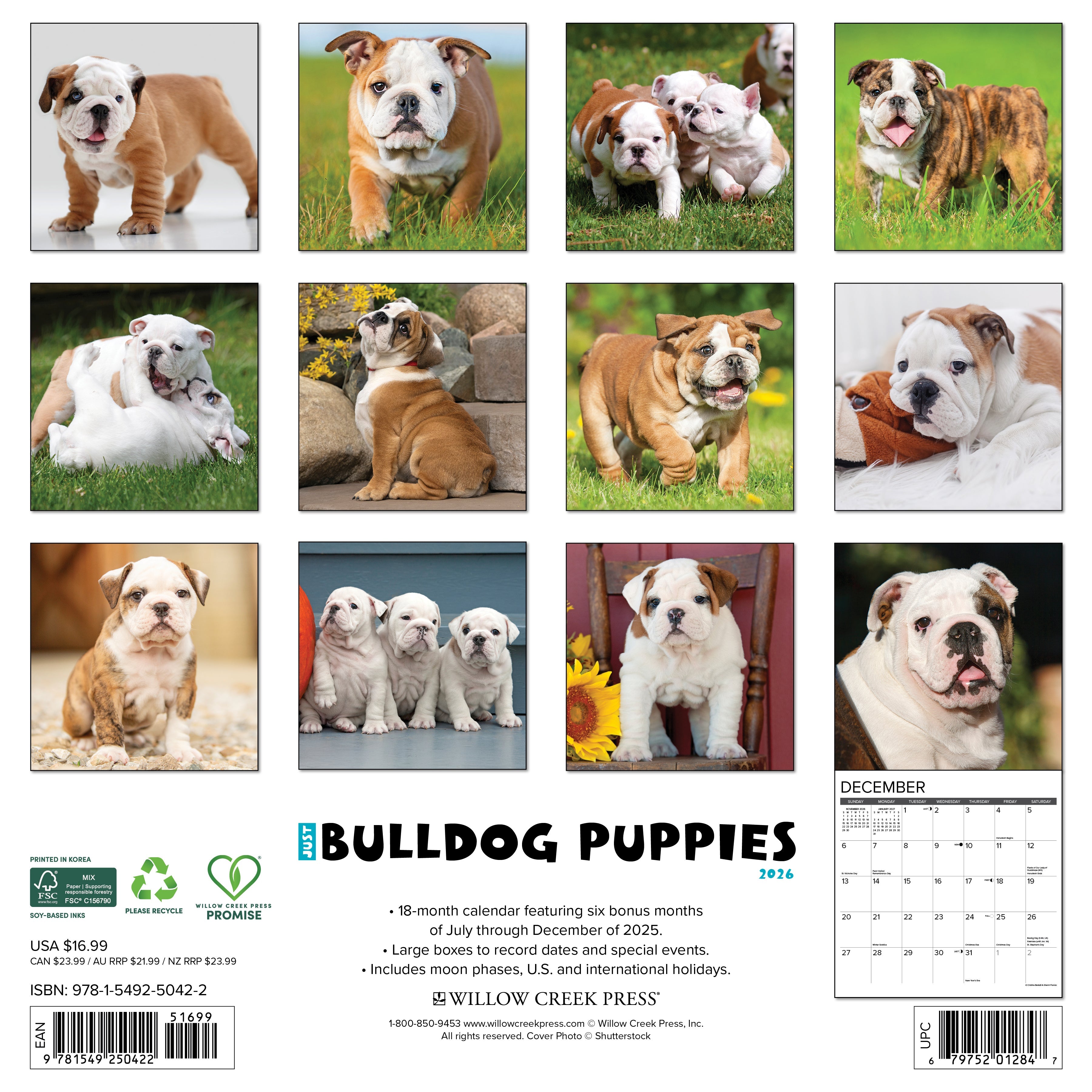 2026 Bulldog Puppies - Square Wall Calendar
