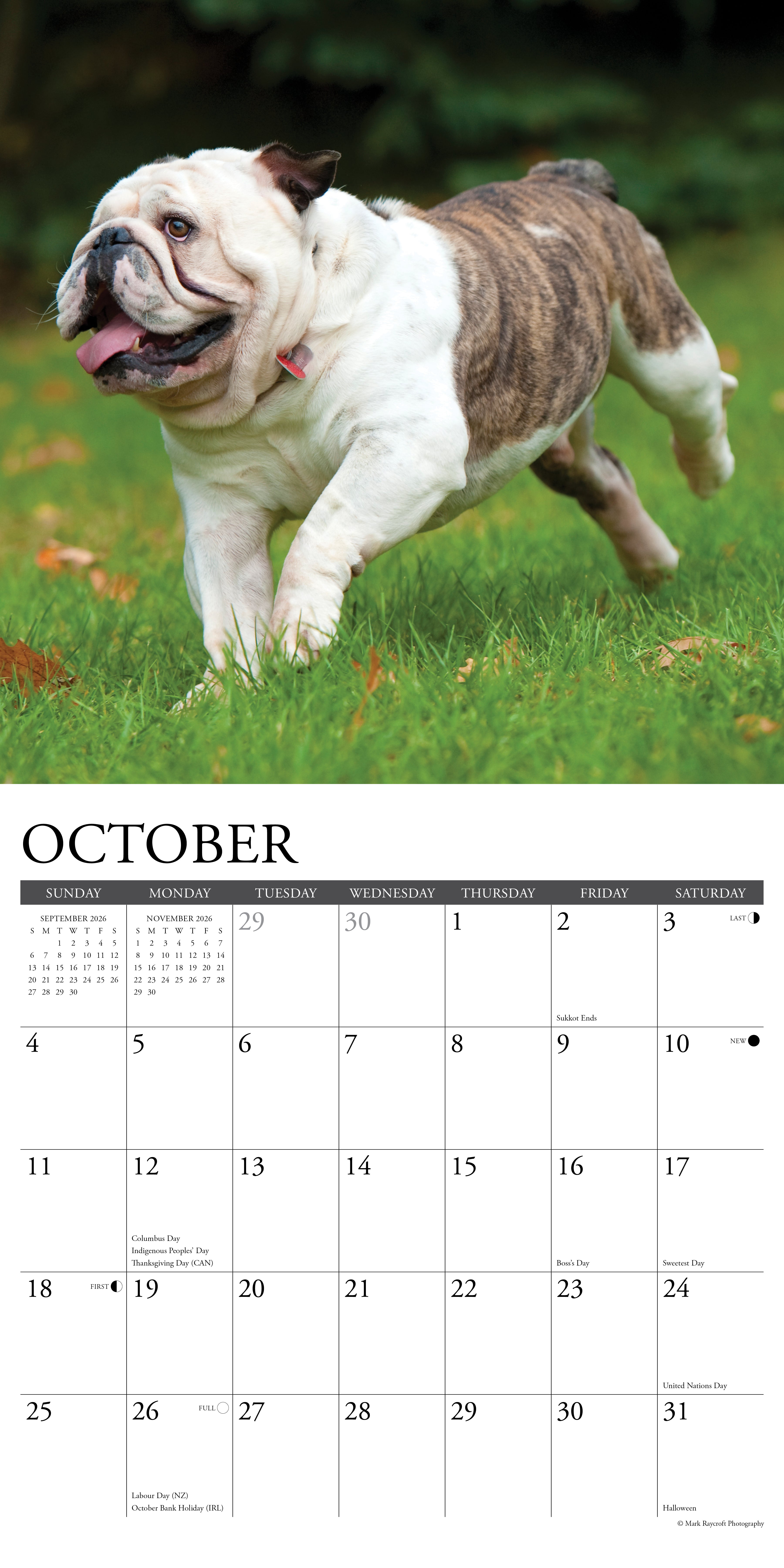 2026 Bulldogs - Square Wall Calendar