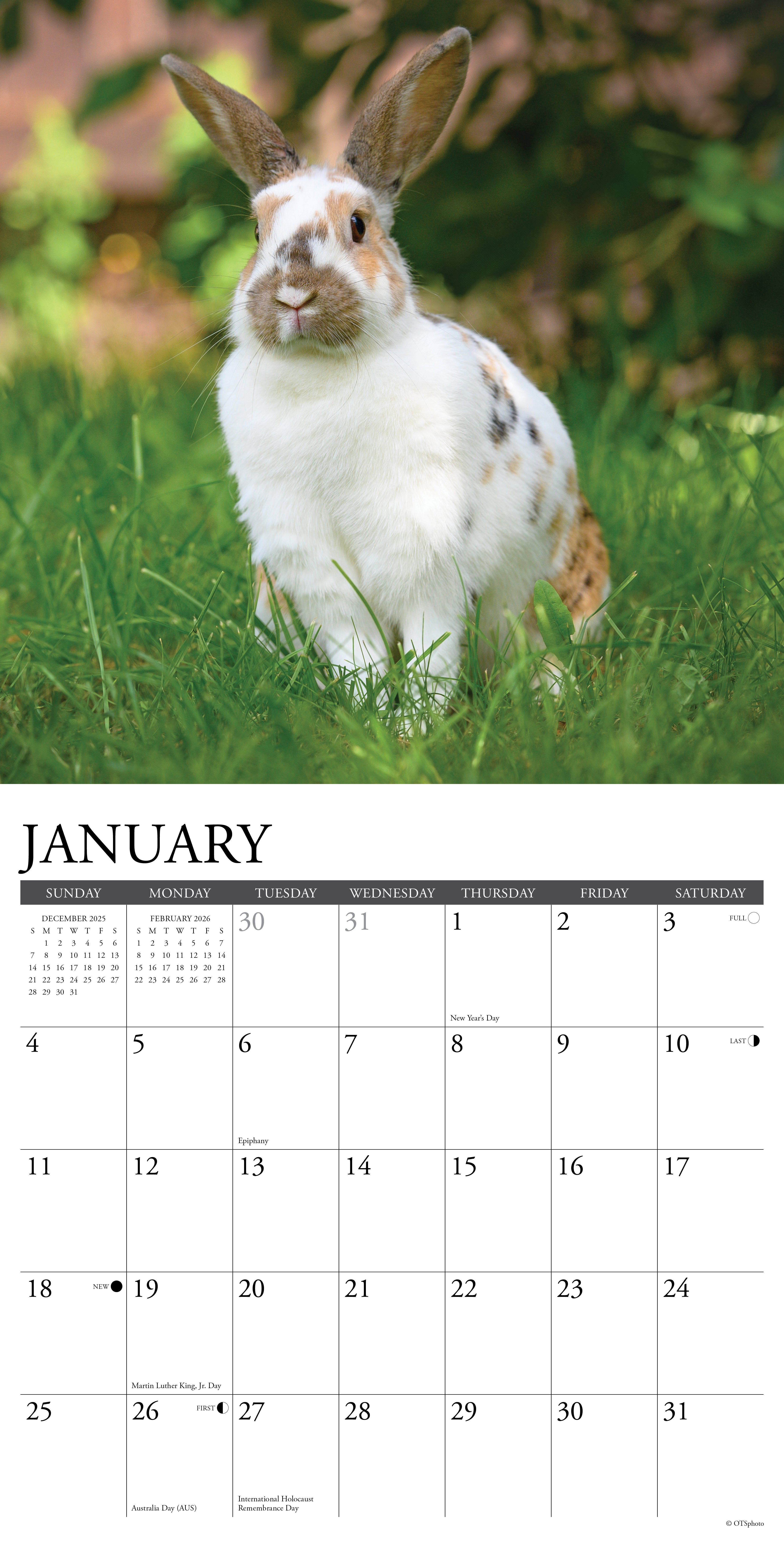 2026 Bunnies - Square Wall Calendar