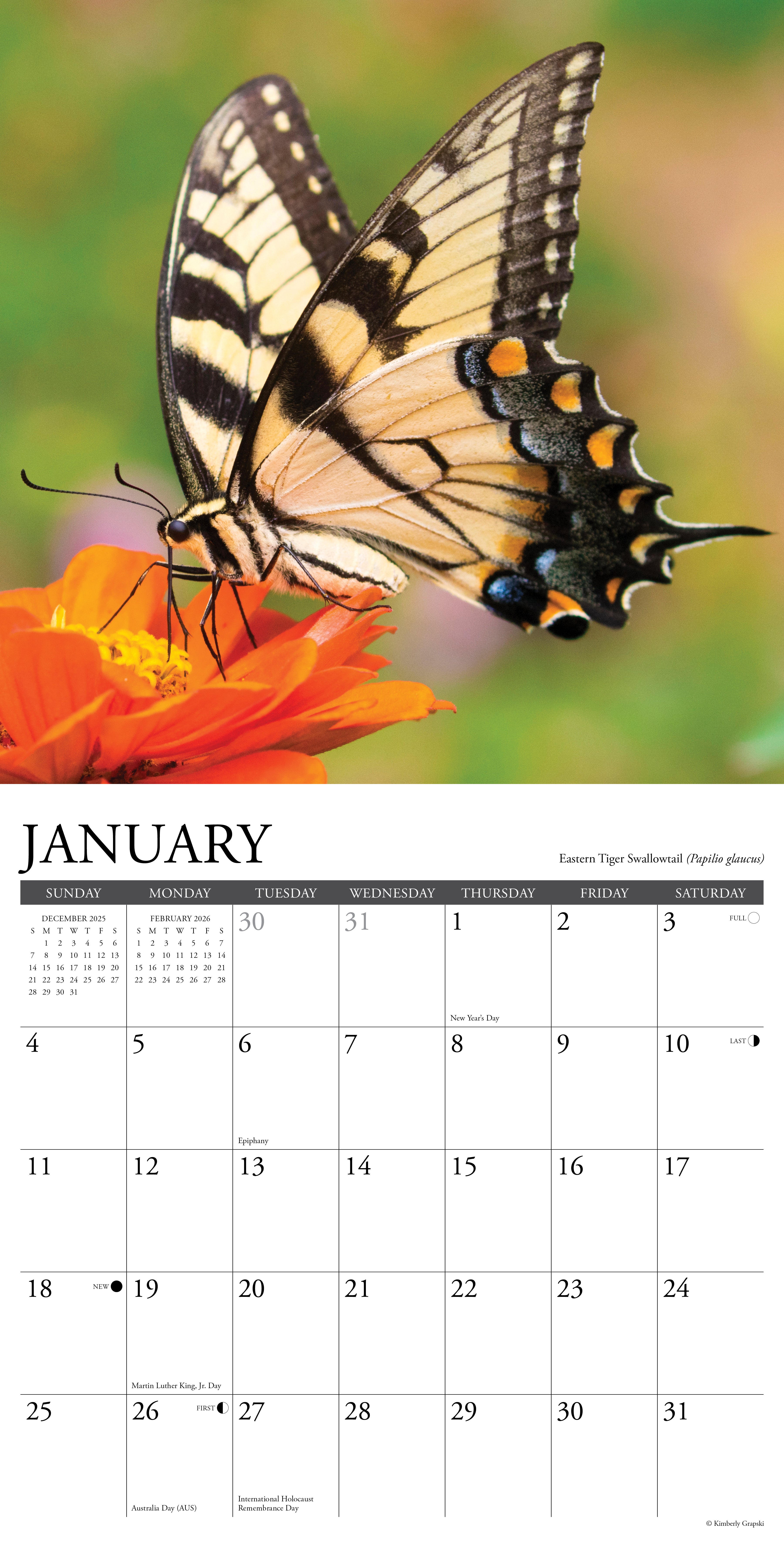 2026 Butterflies of North America - Square Wall Calendar