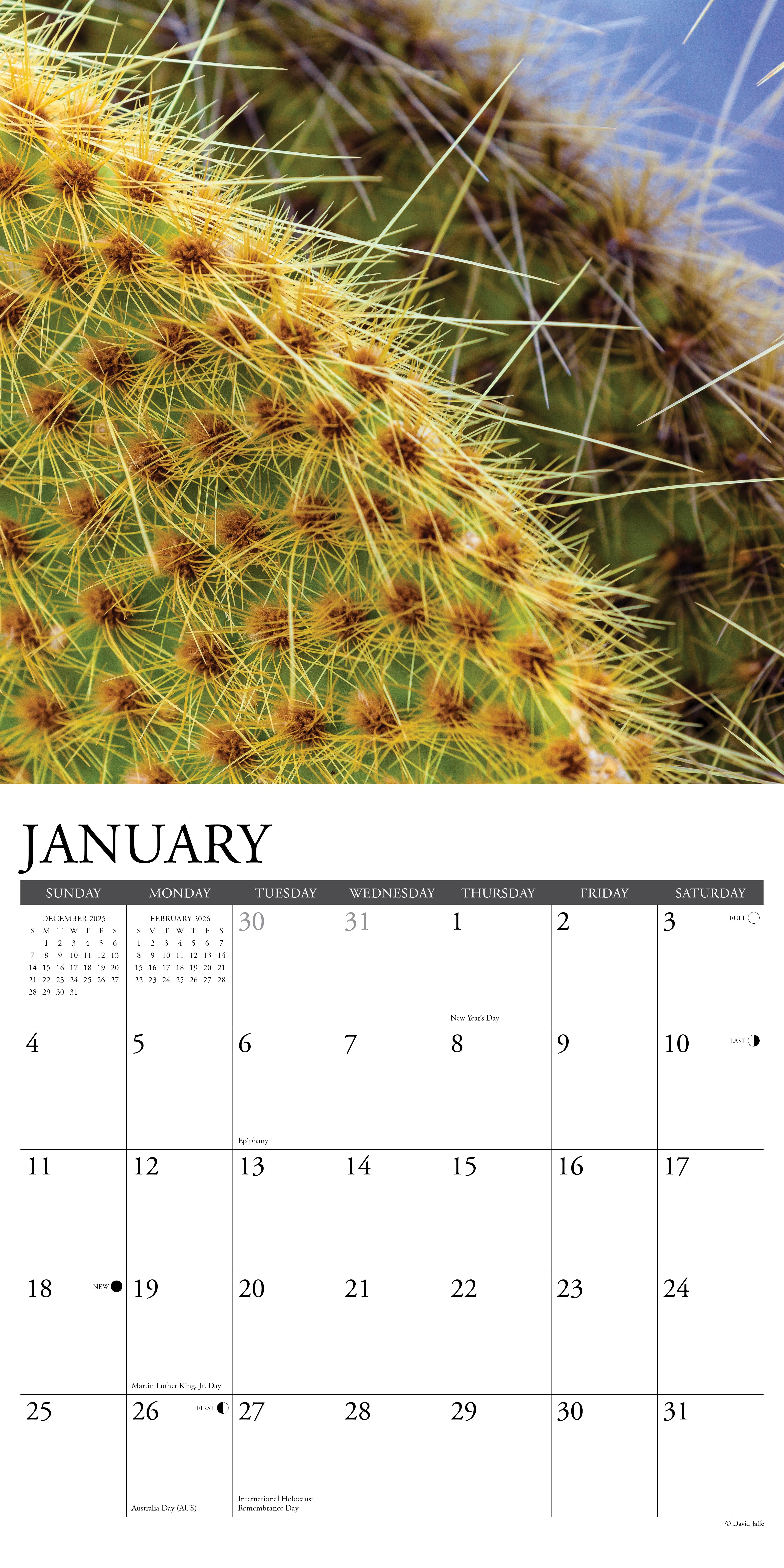 2026 Cactus - Square Wall Calendar