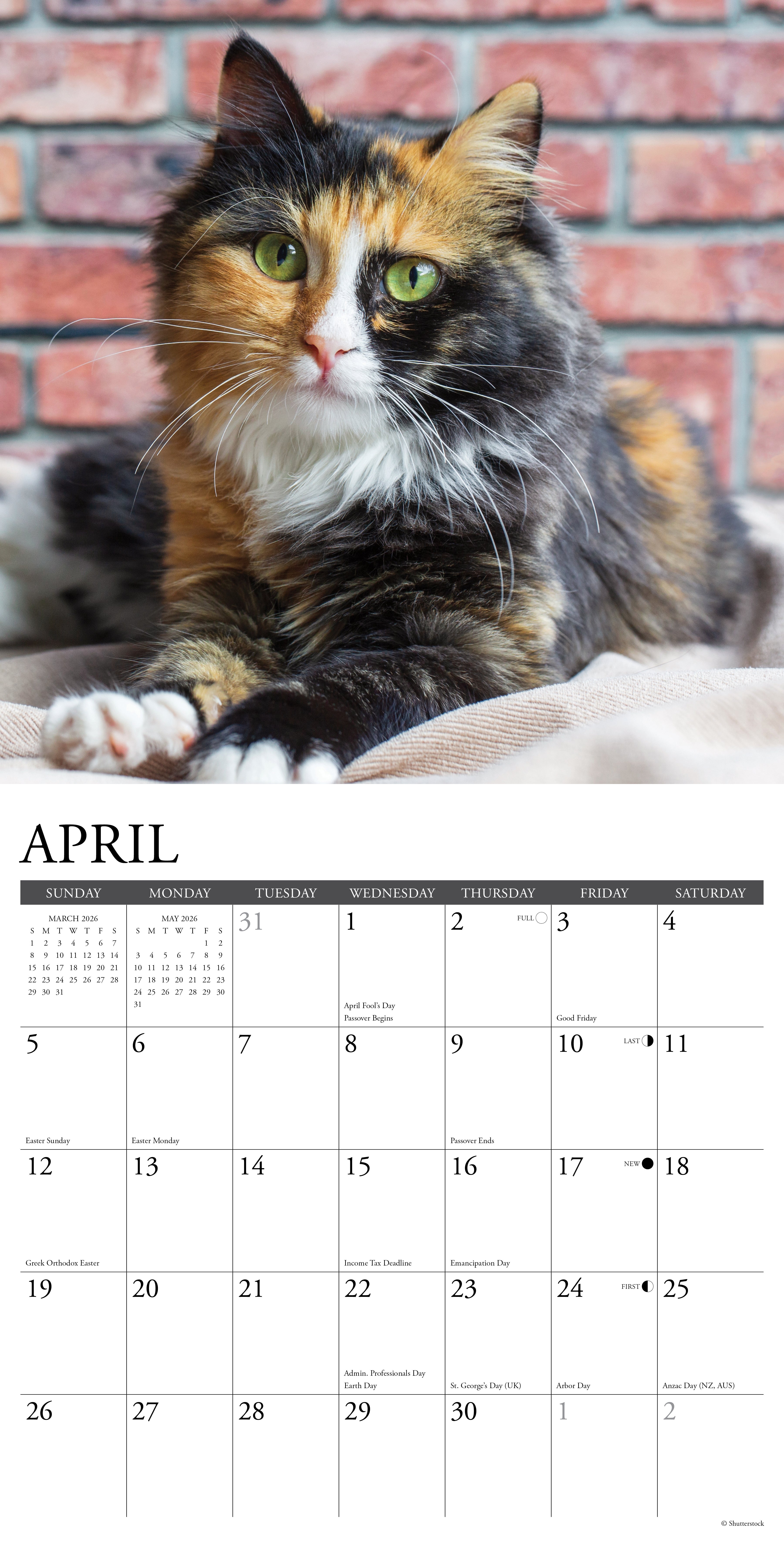 2026 Calico Cats - Square Wall Calendar