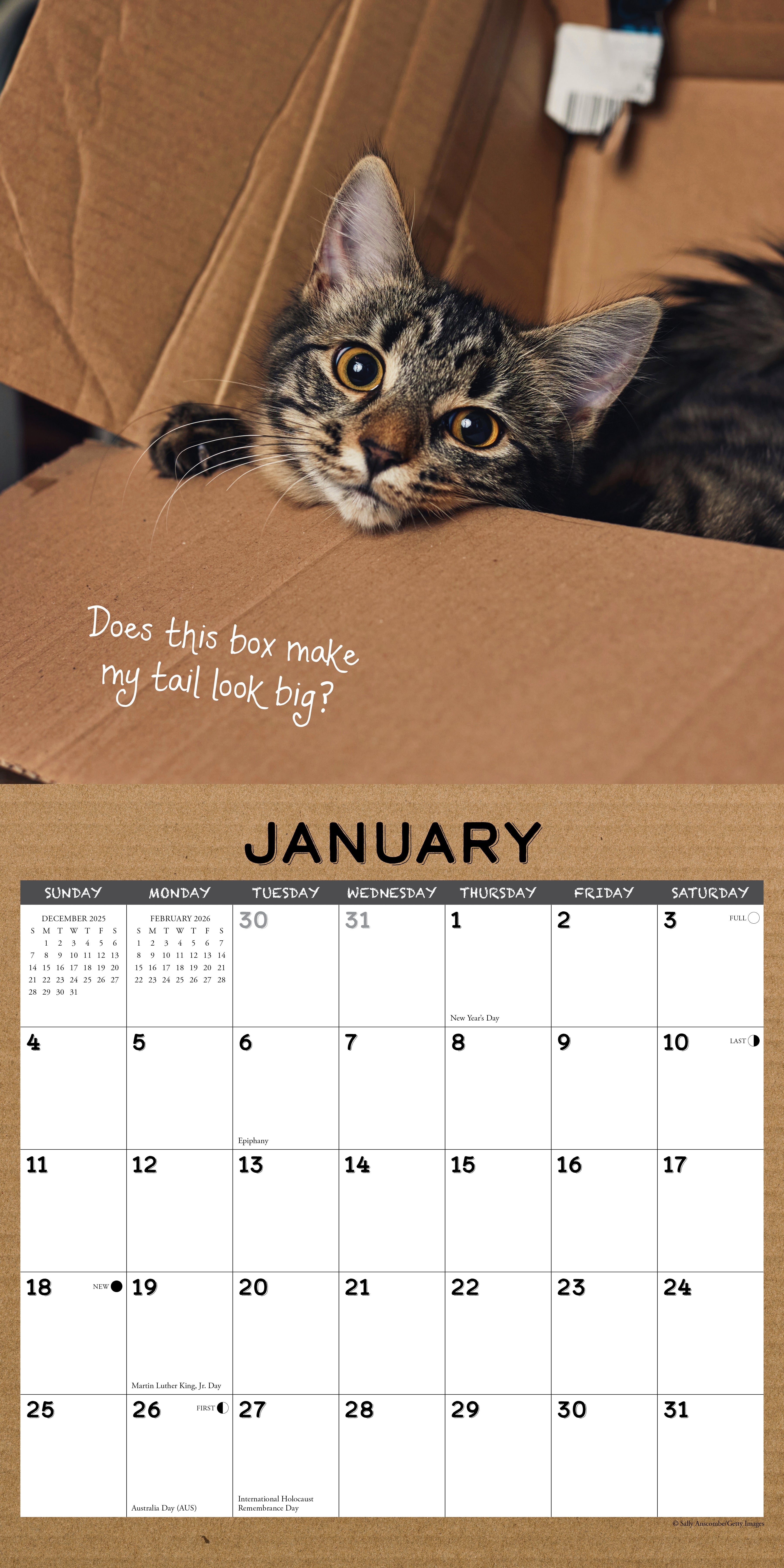 2026 Cat in a Box - Square Wall Calendar