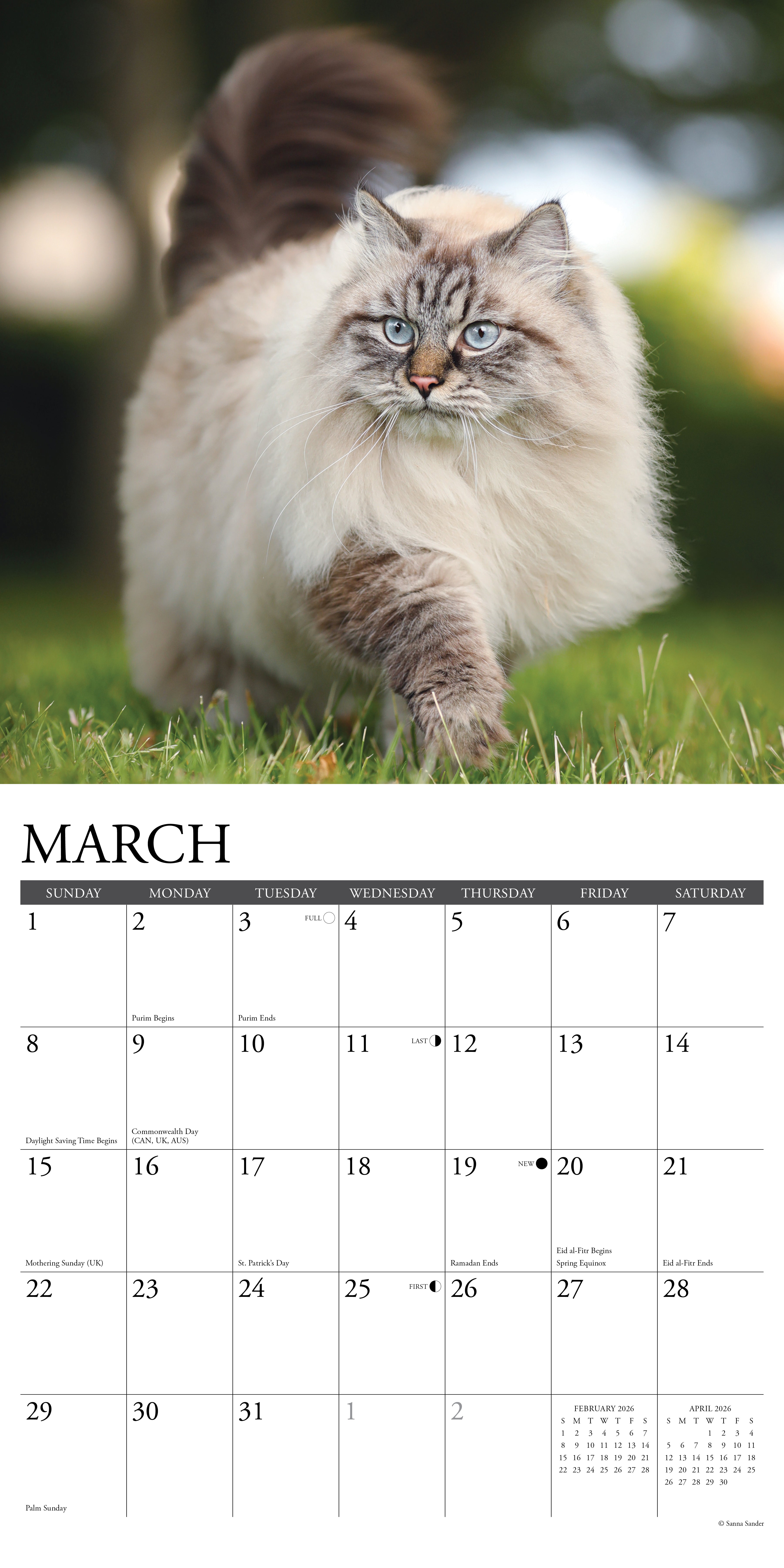 2026 Cats - Square Wall Calendar