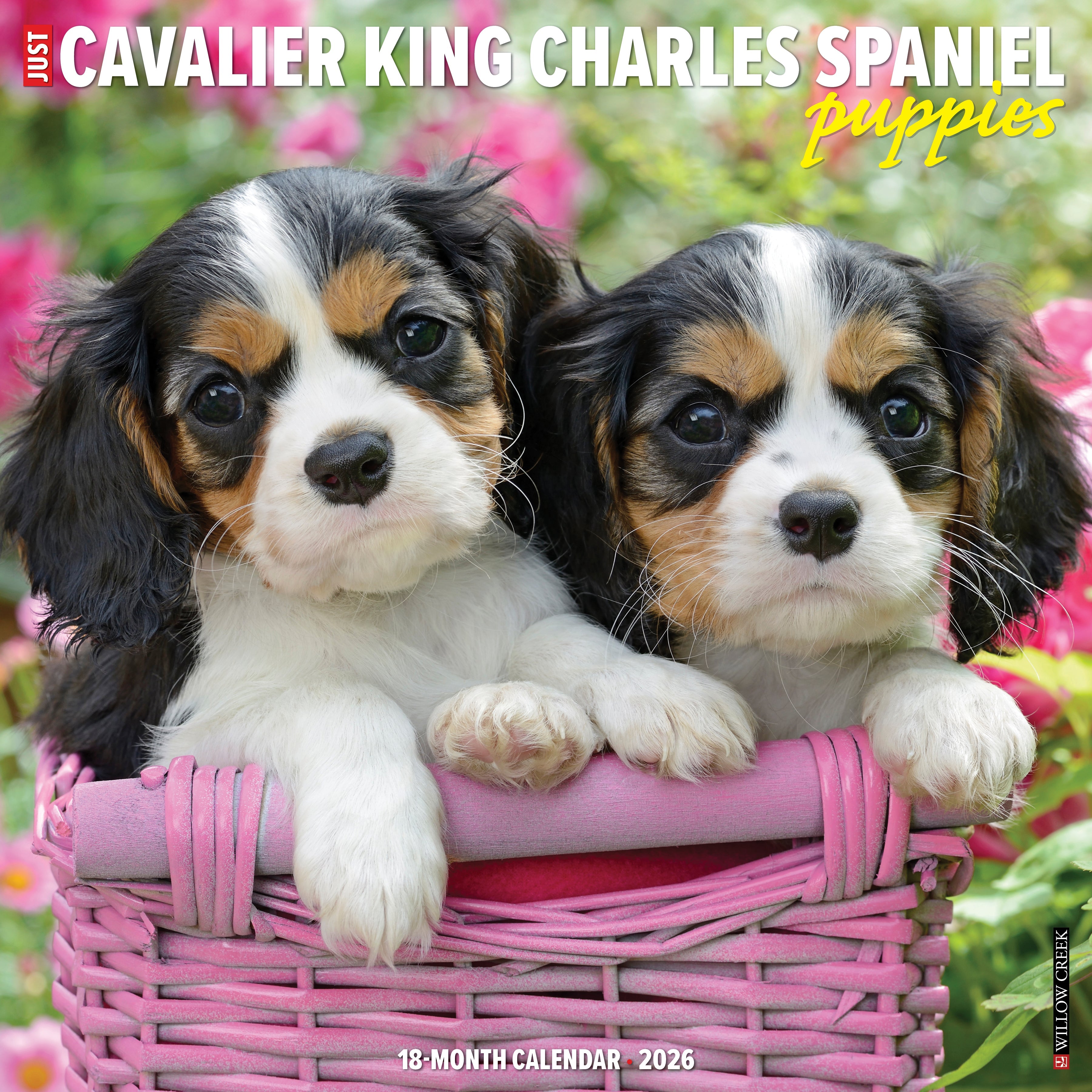 2026 Cavalier King Charles Spaniel Puppies - Square Wall Calendar