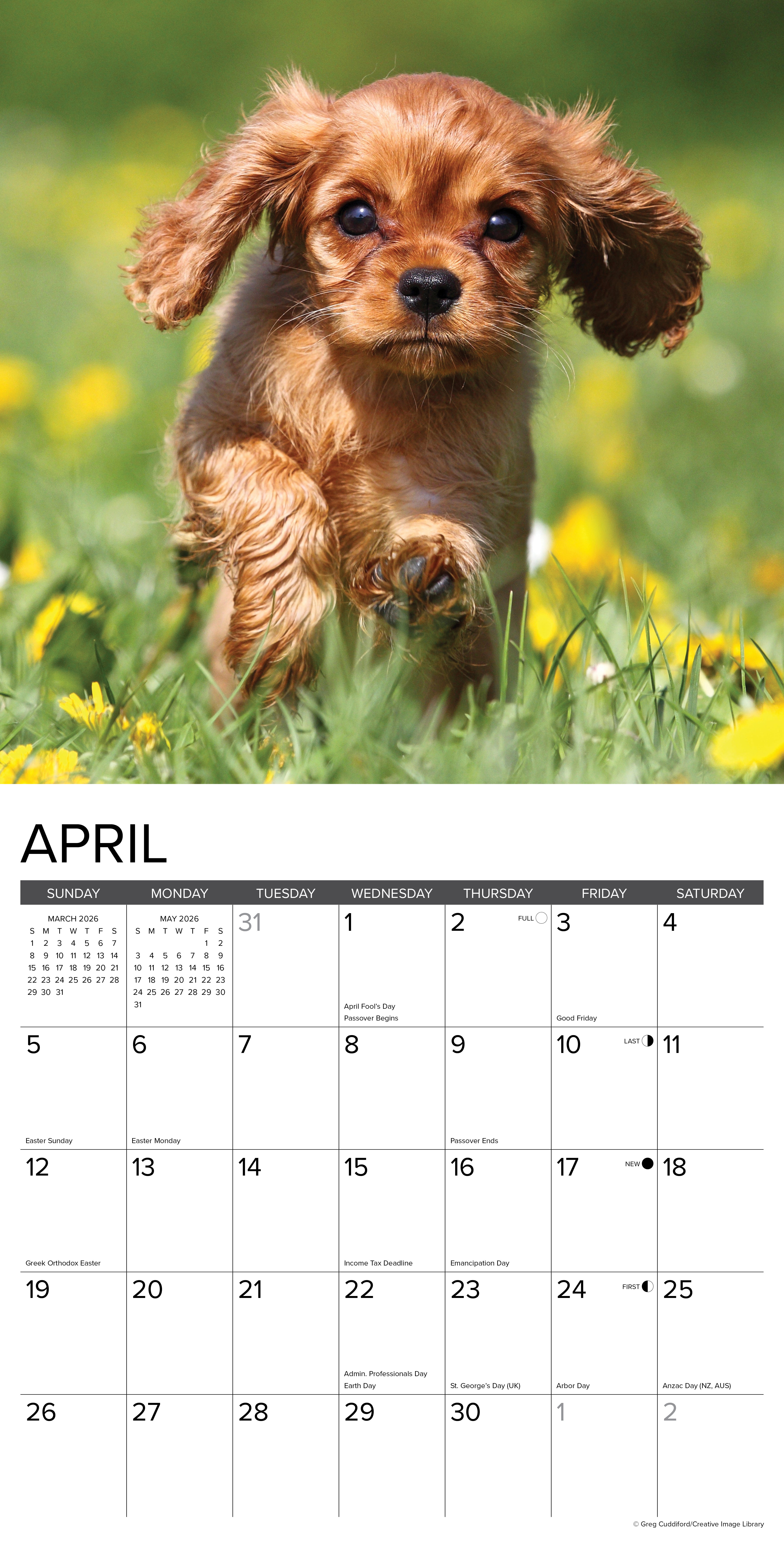 2026 Cavalier King Charles Spaniel Puppies - Square Wall Calendar