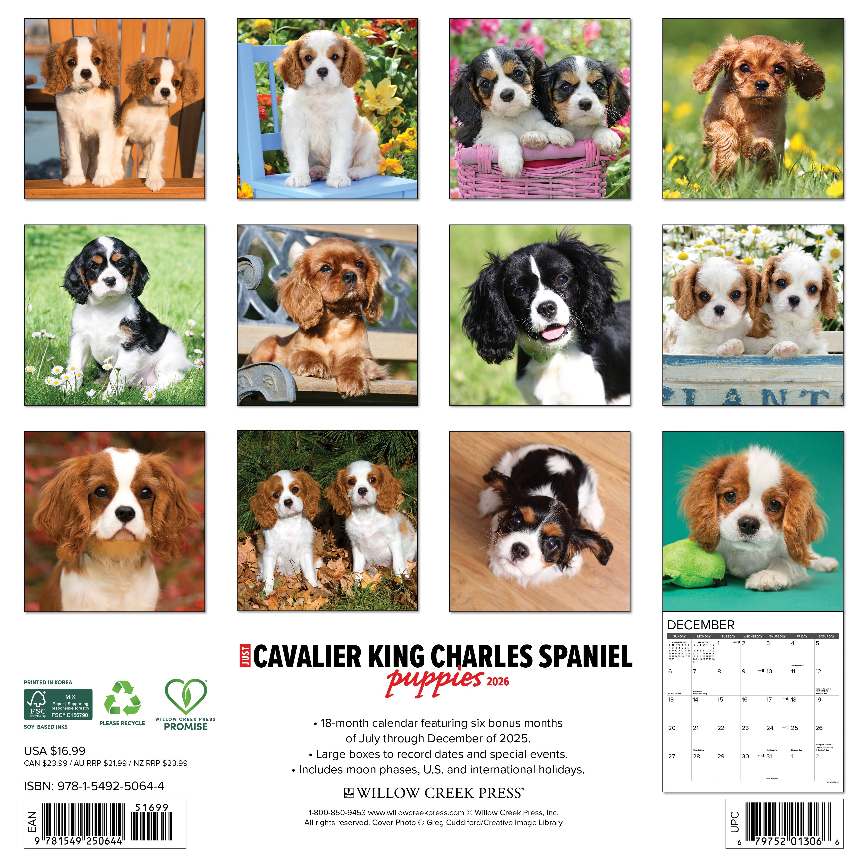 2026 Cavalier King Charles Spaniel Puppies - Square Wall Calendar