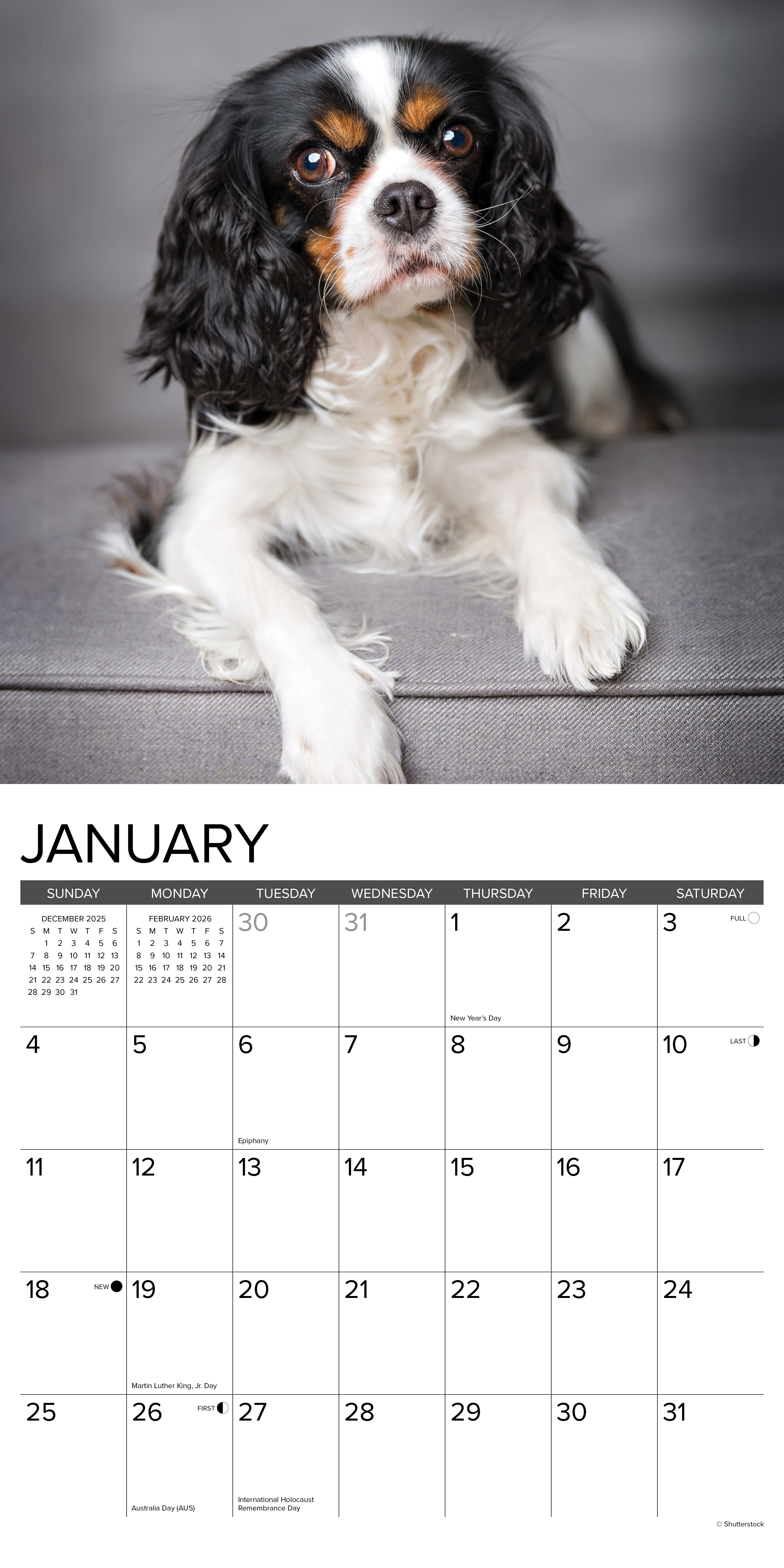 2026 Cavalier King Charles Spaniels - Square Wall Calendar