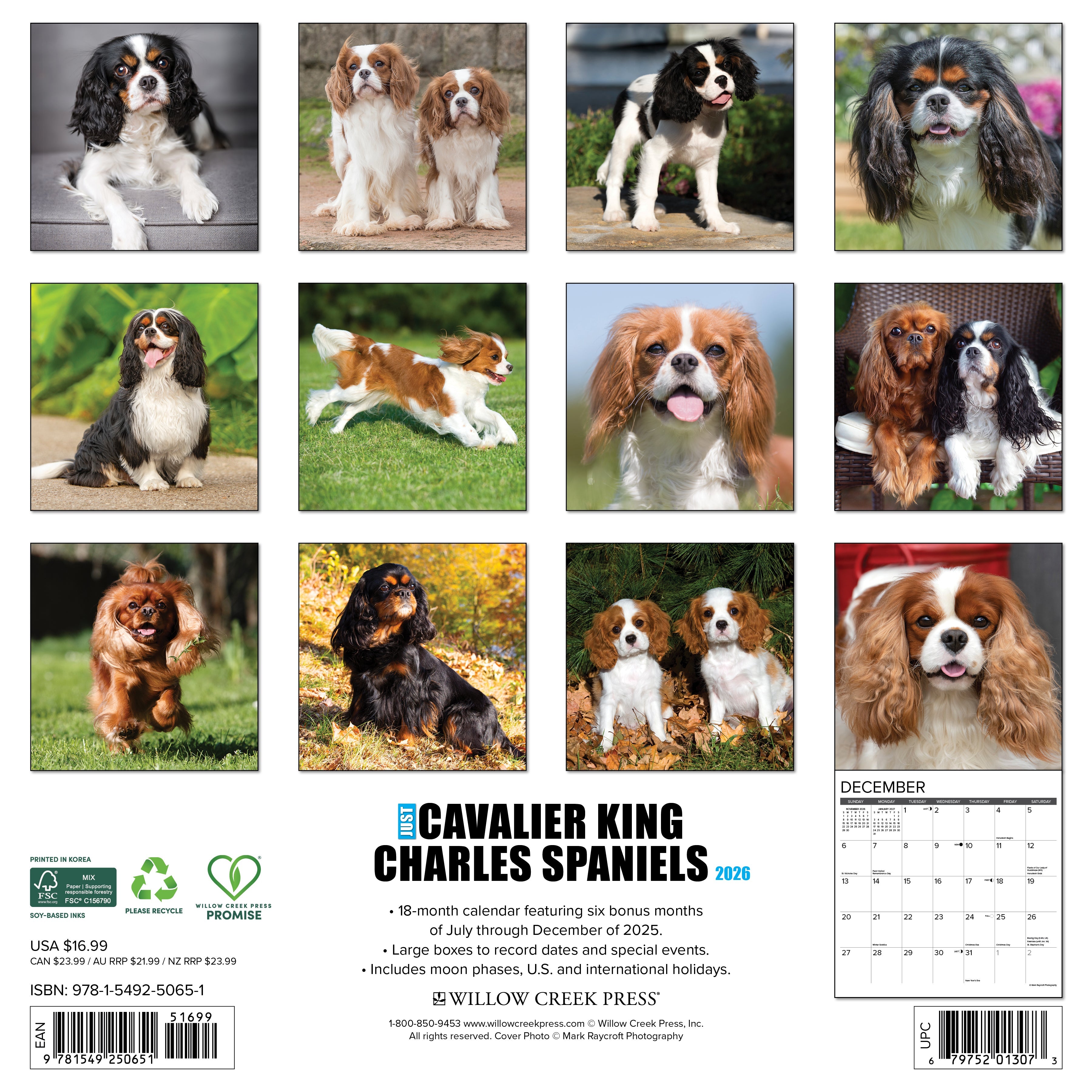 2026 Cavalier King Charles Spaniels - Square Wall Calendar
