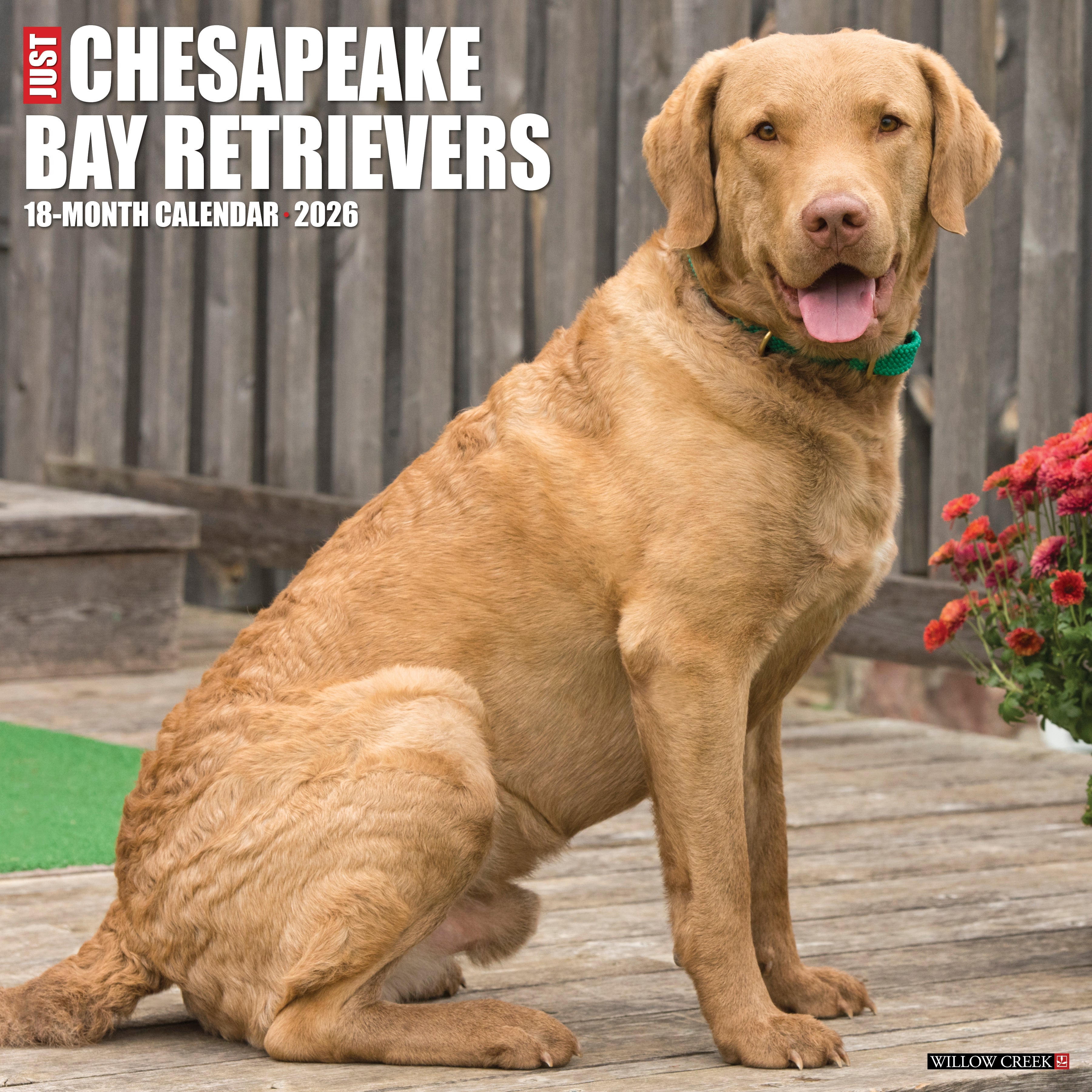 2026 Chesapeake Bay Retrievers - Square Wall Calendar