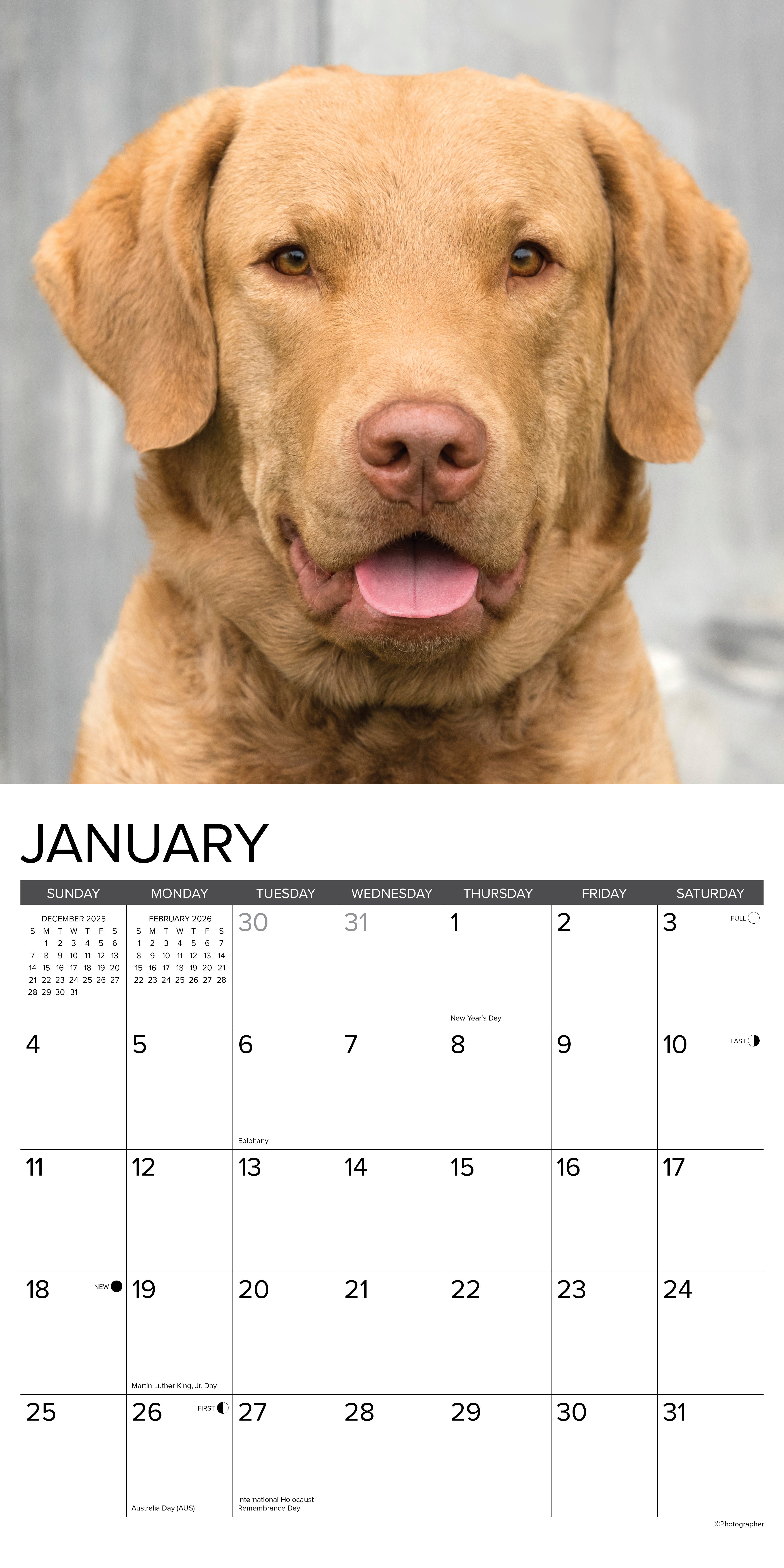2026 Chesapeake Bay Retrievers - Square Wall Calendar