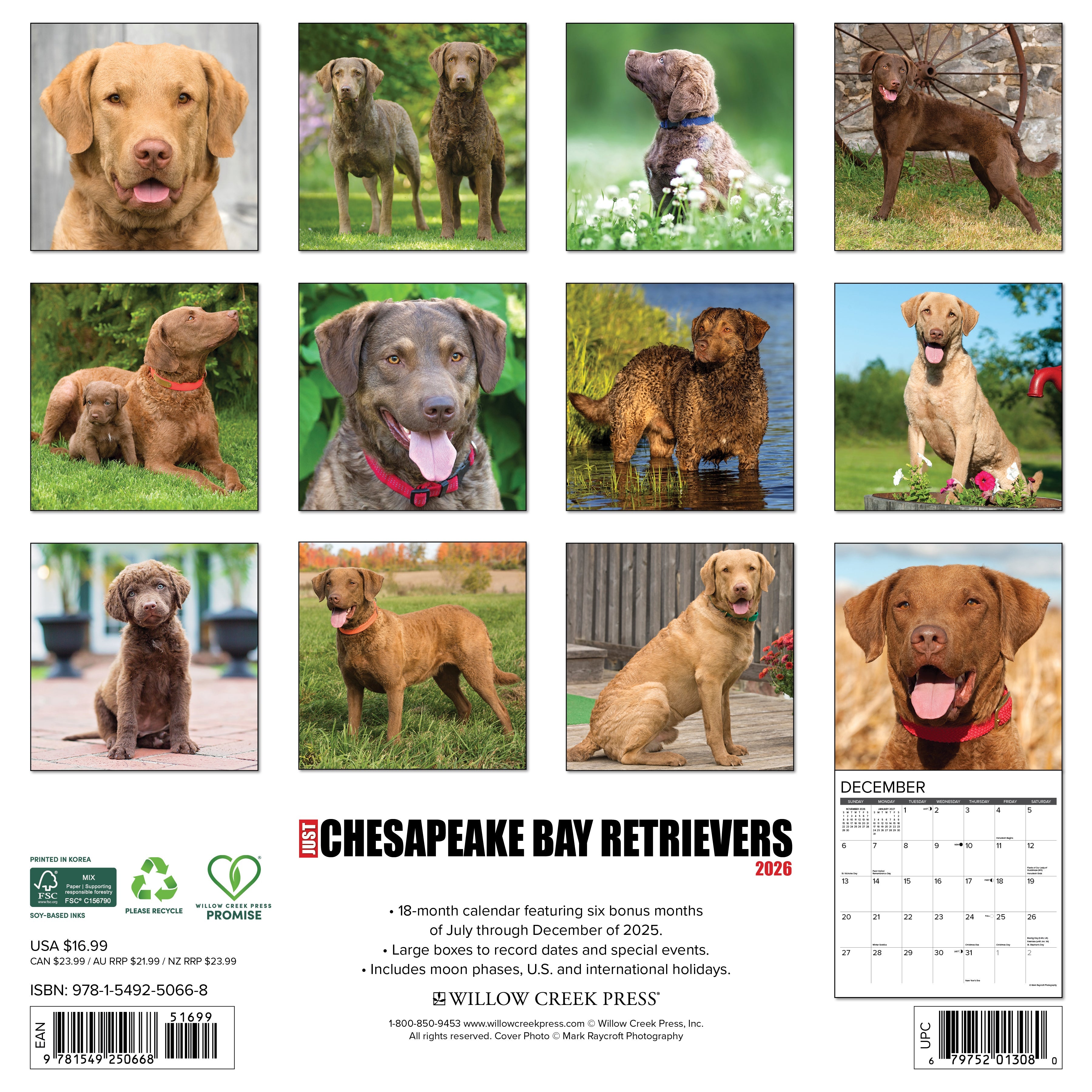2026 Chesapeake Bay Retrievers - Square Wall Calendar