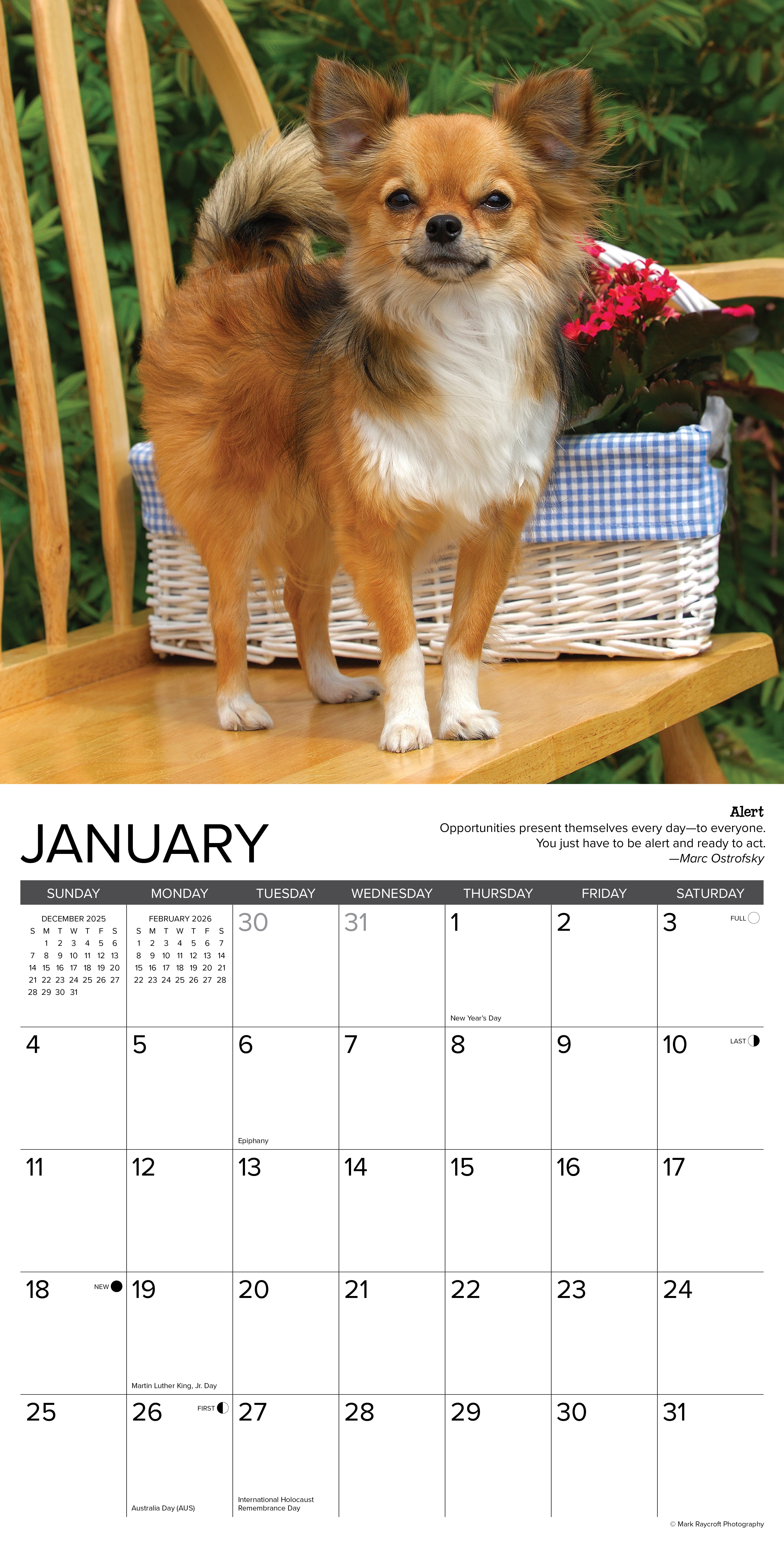 2026 Chihuahua Rules - Square Wall Calendar