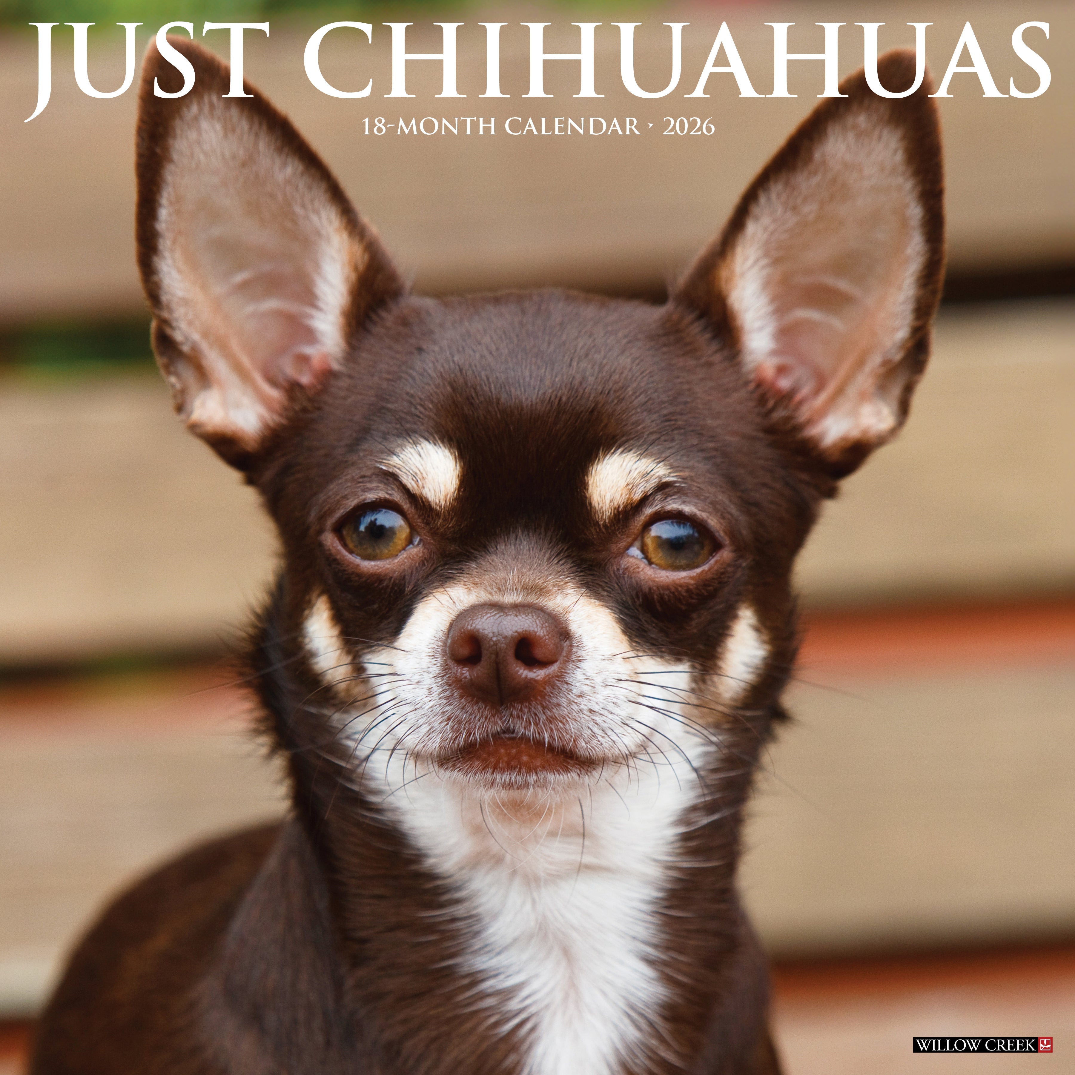 2026 Chihuahuas - Square Wall Calendar