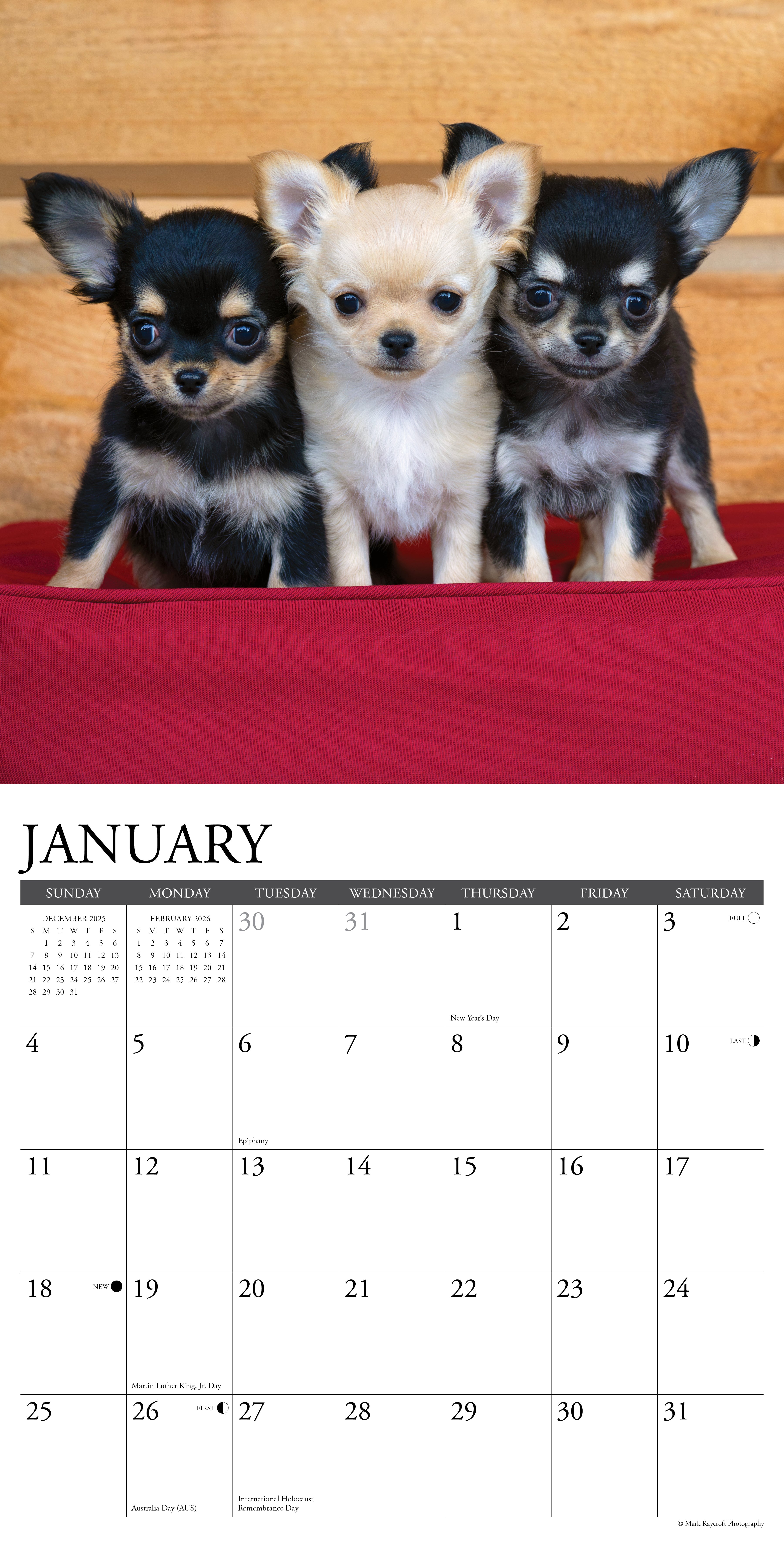 2026 Chihuahuas - Square Wall Calendar