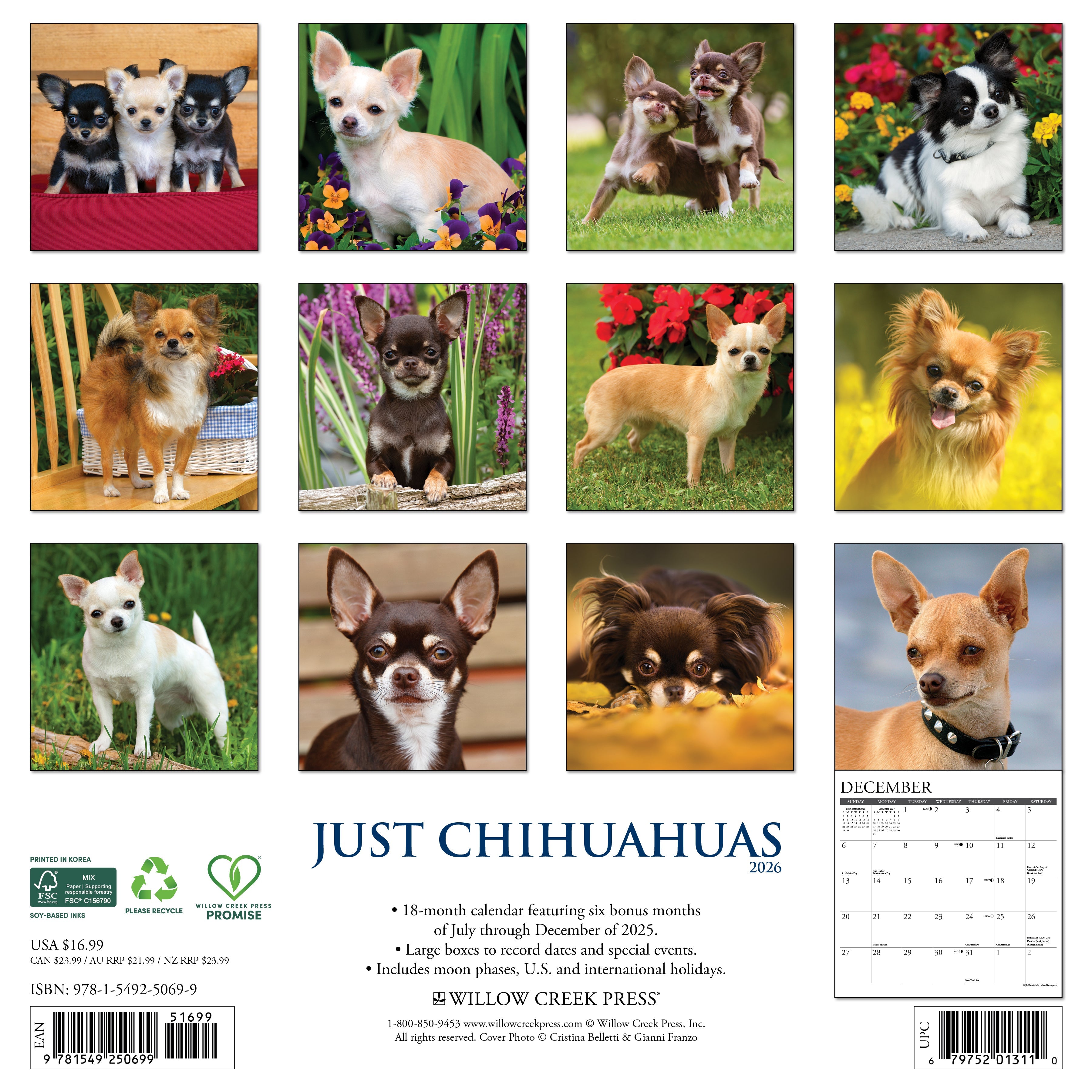 2026 Chihuahuas - Square Wall Calendar