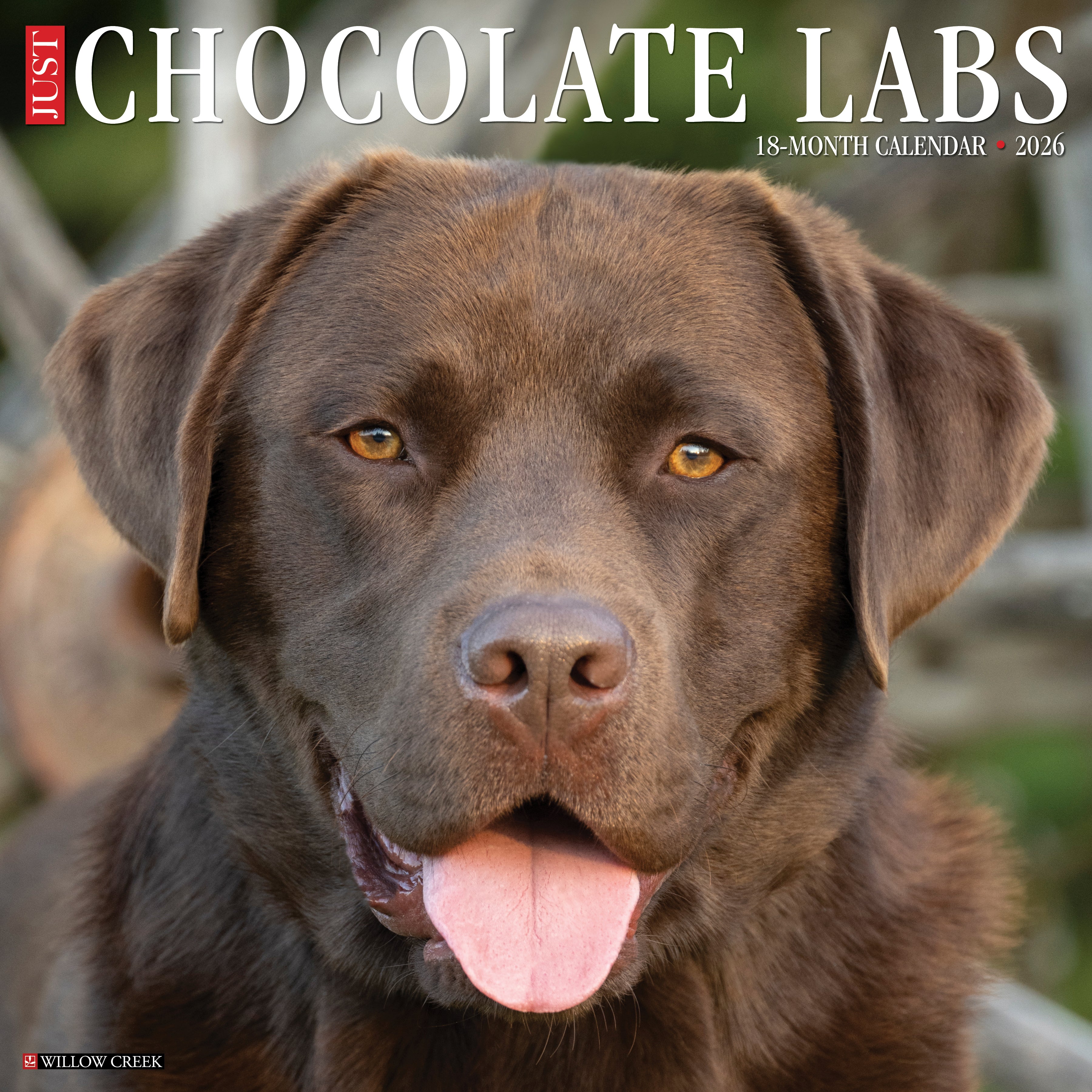 2026 Chocolate Labs - Square Wall Calendar
