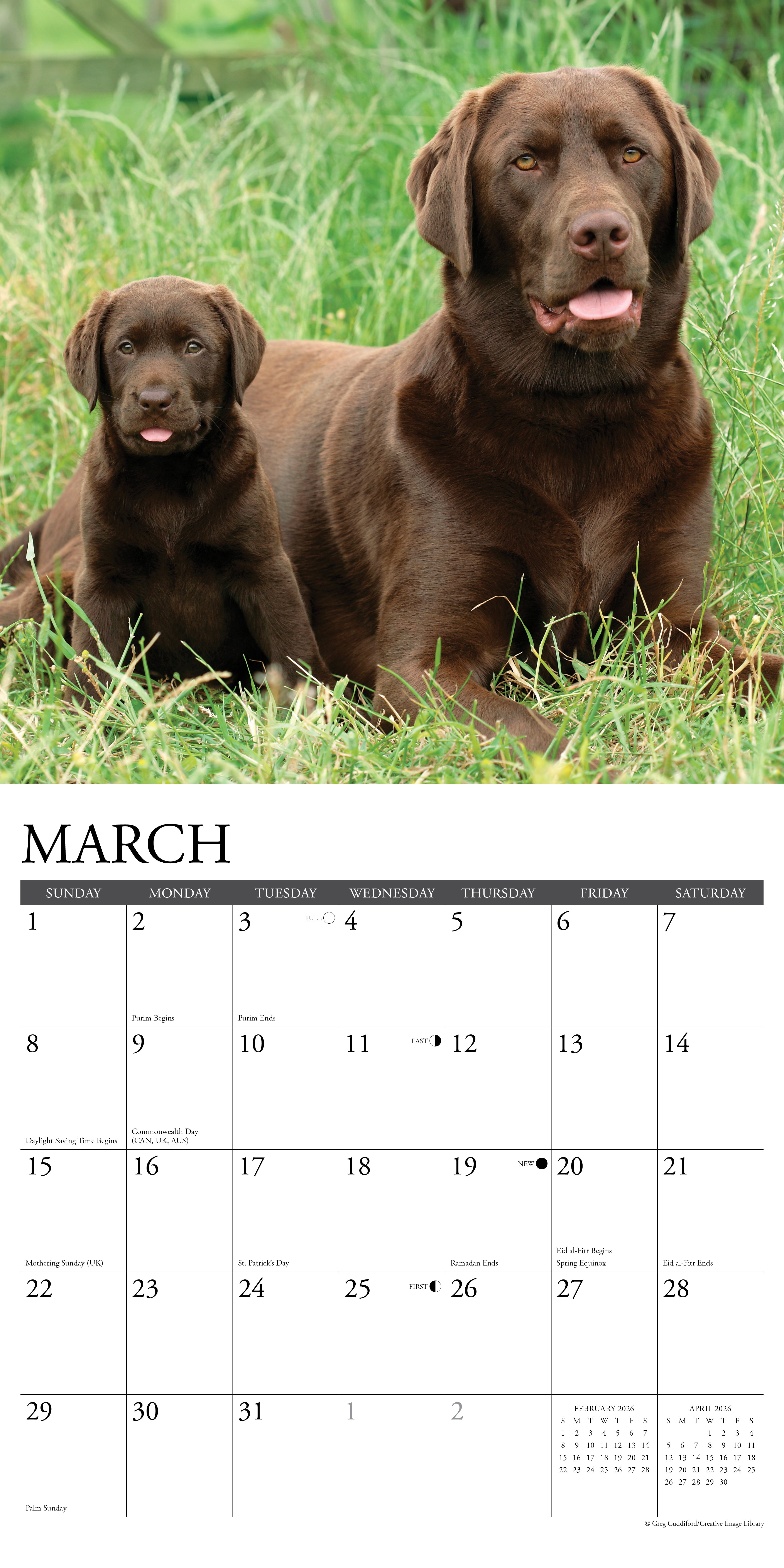 2026 Chocolate Labs - Square Wall Calendar