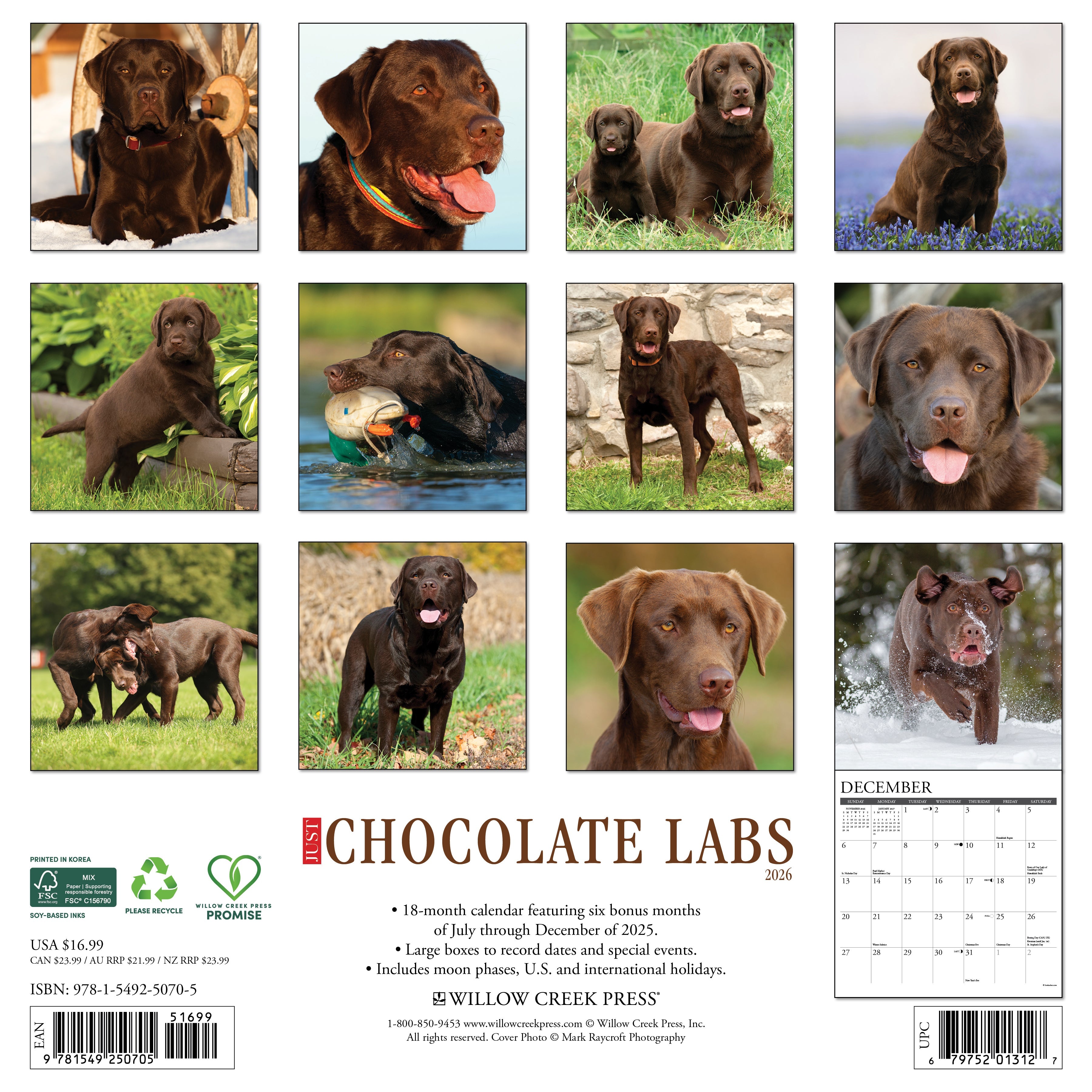 2026 Chocolate Labs - Square Wall Calendar