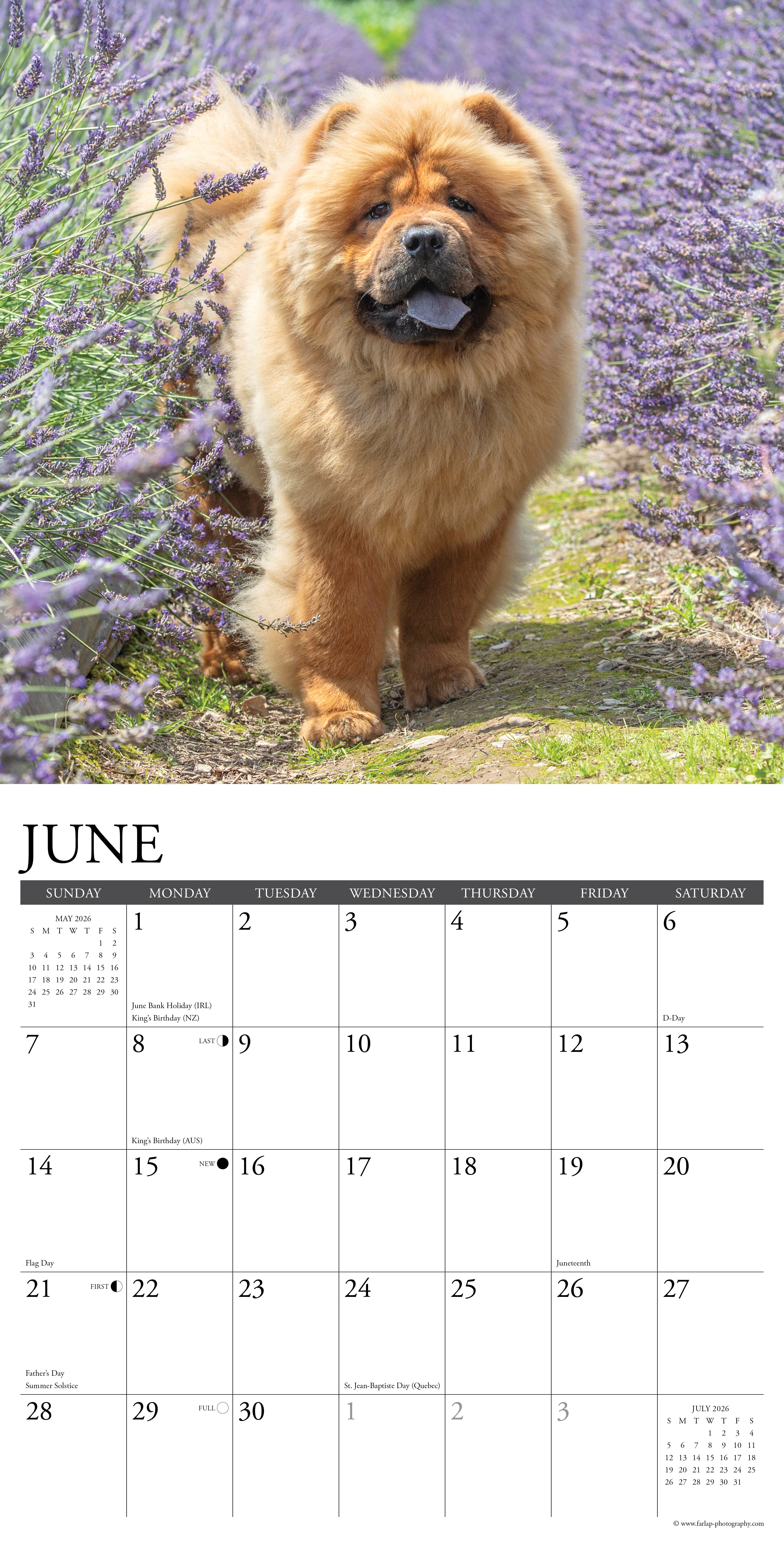 2026 Chow Chows - Square Wall Calendar