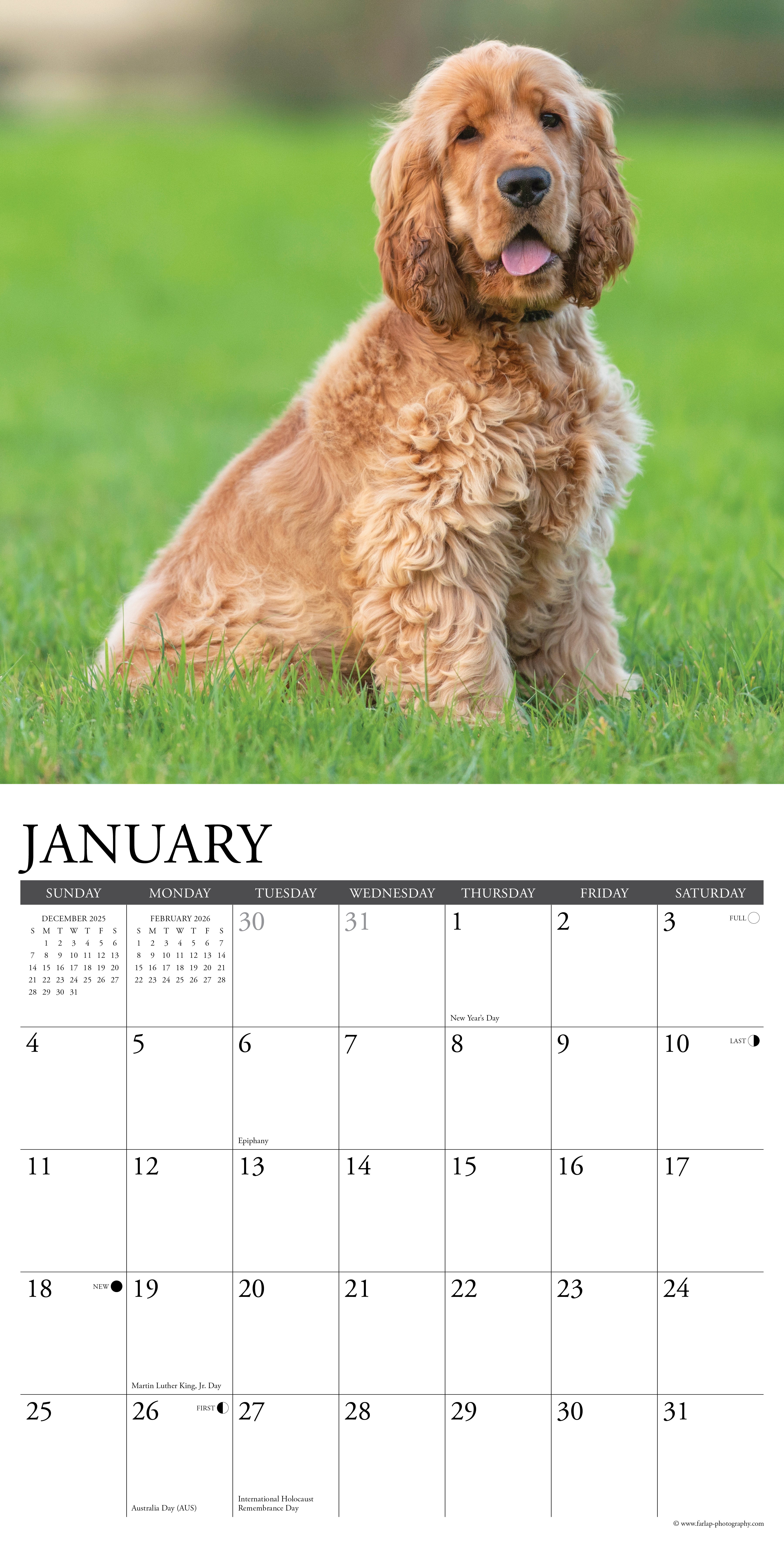 2026 Cocker Spaniels - Square Wall Calendar
