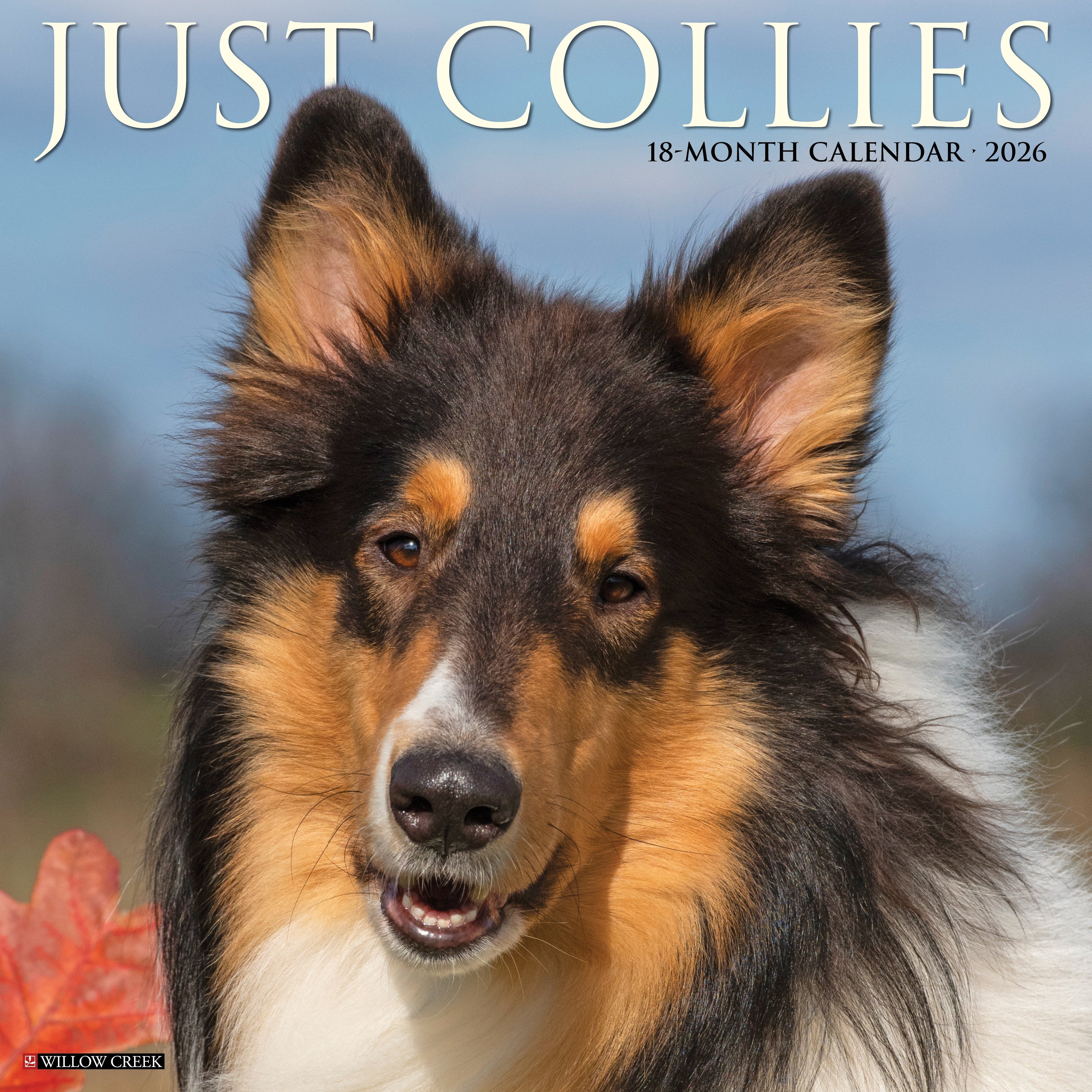 2026 Collies - Square Wall Calendar