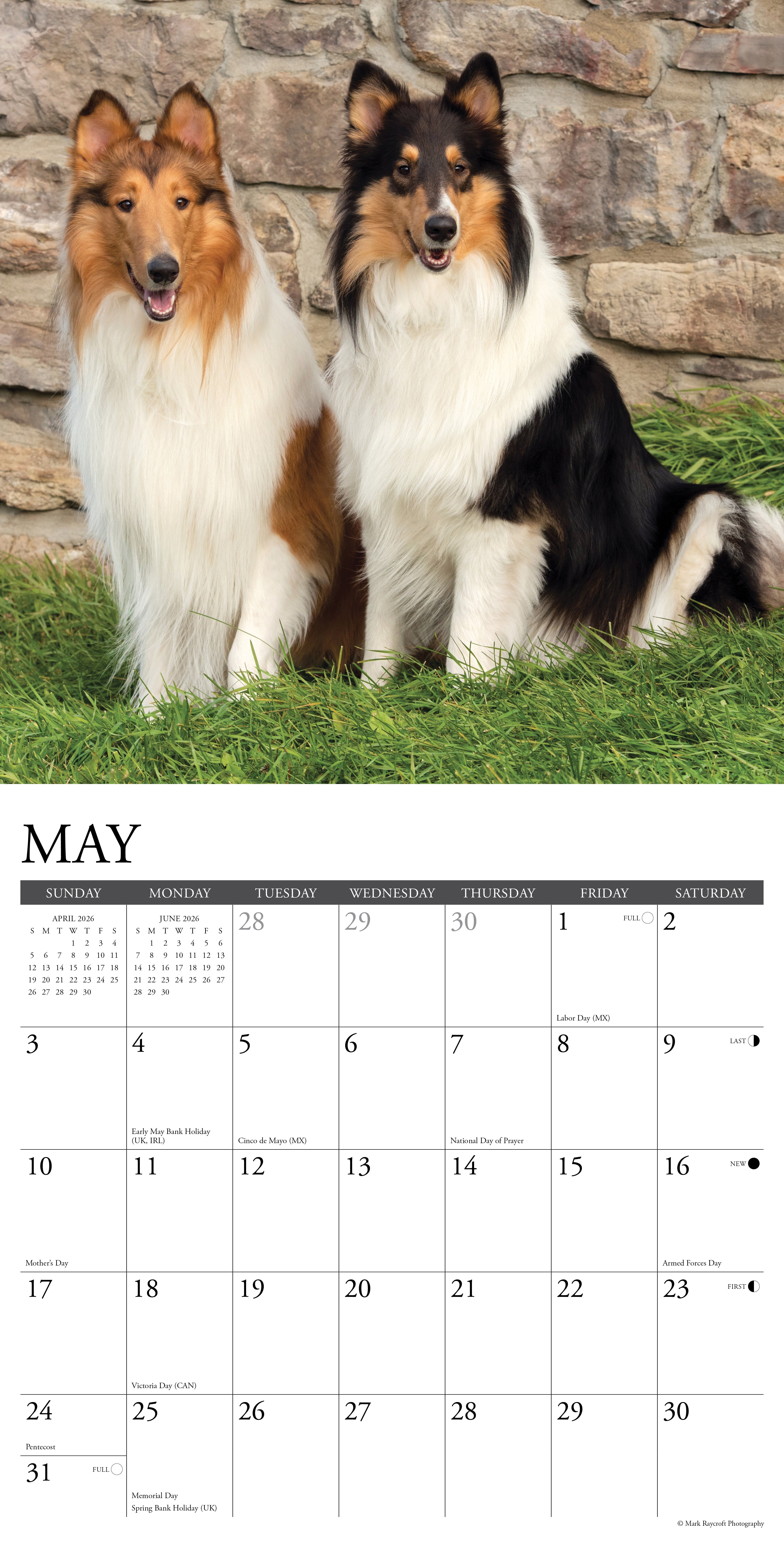 2026 Collies - Square Wall Calendar