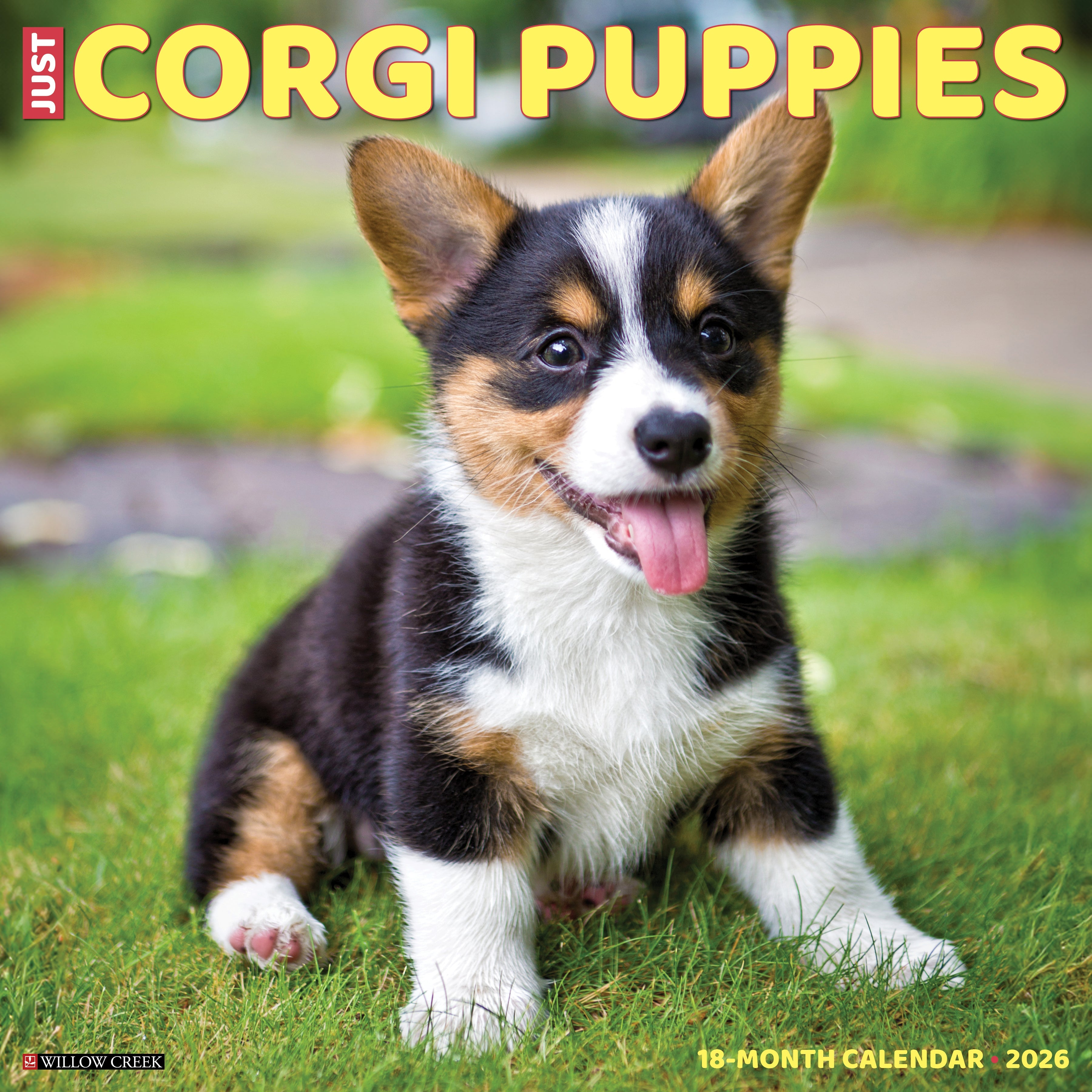 2026 Corgi Puppies - Square Wall Calendar